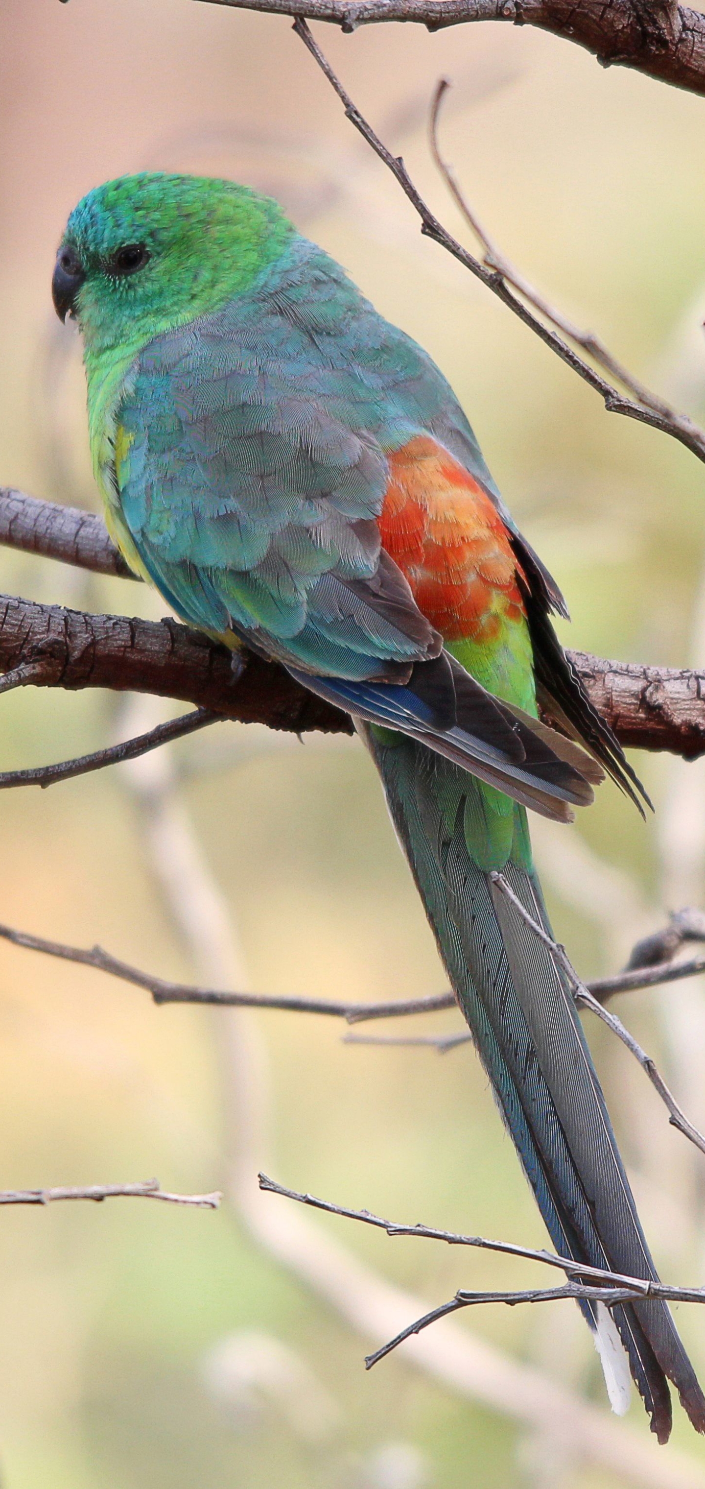 Download mobile wallpaper Birds, Animal, Parrot, Red Rumped Parrot for free.