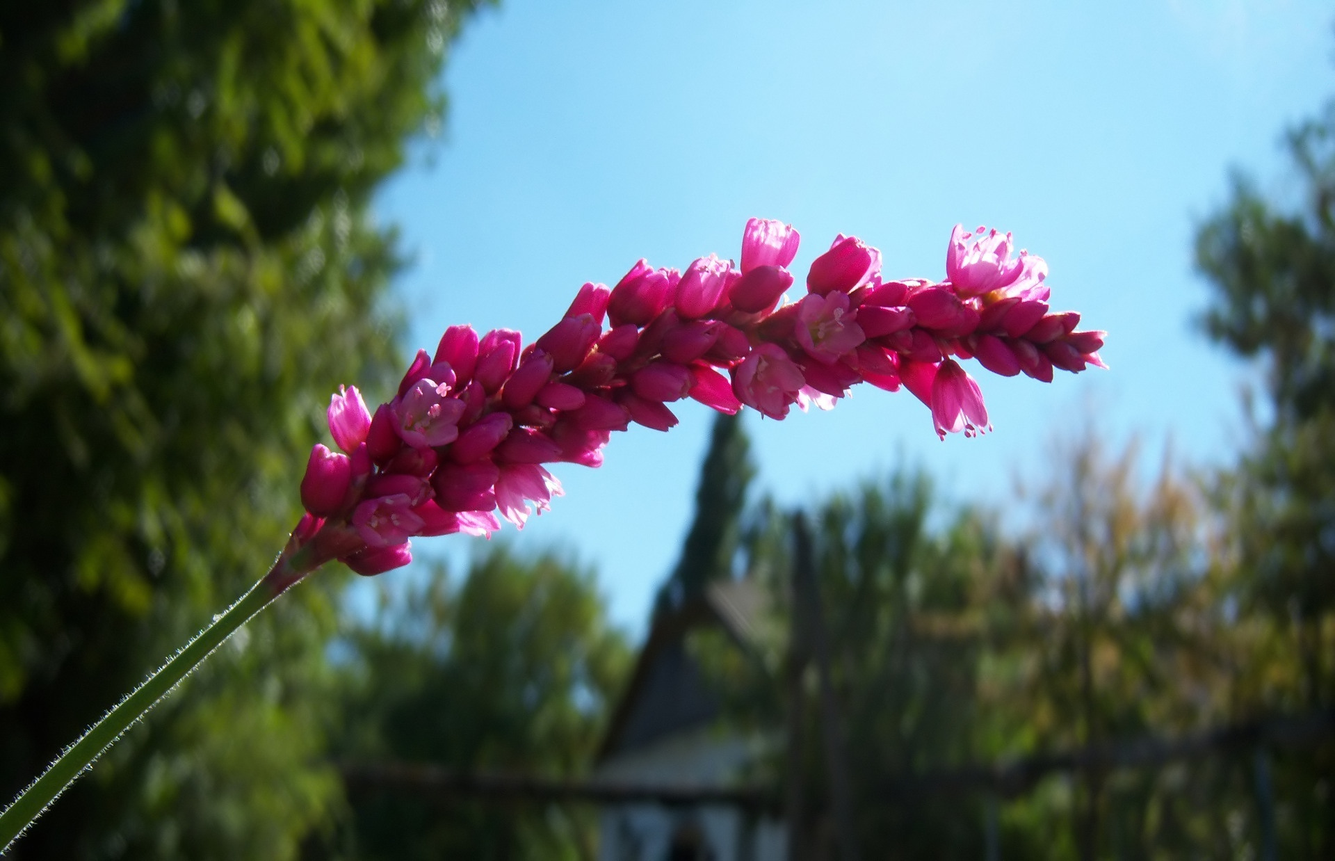 Descarga gratis la imagen Flores, Flor, Tierra/naturaleza en el escritorio de tu PC