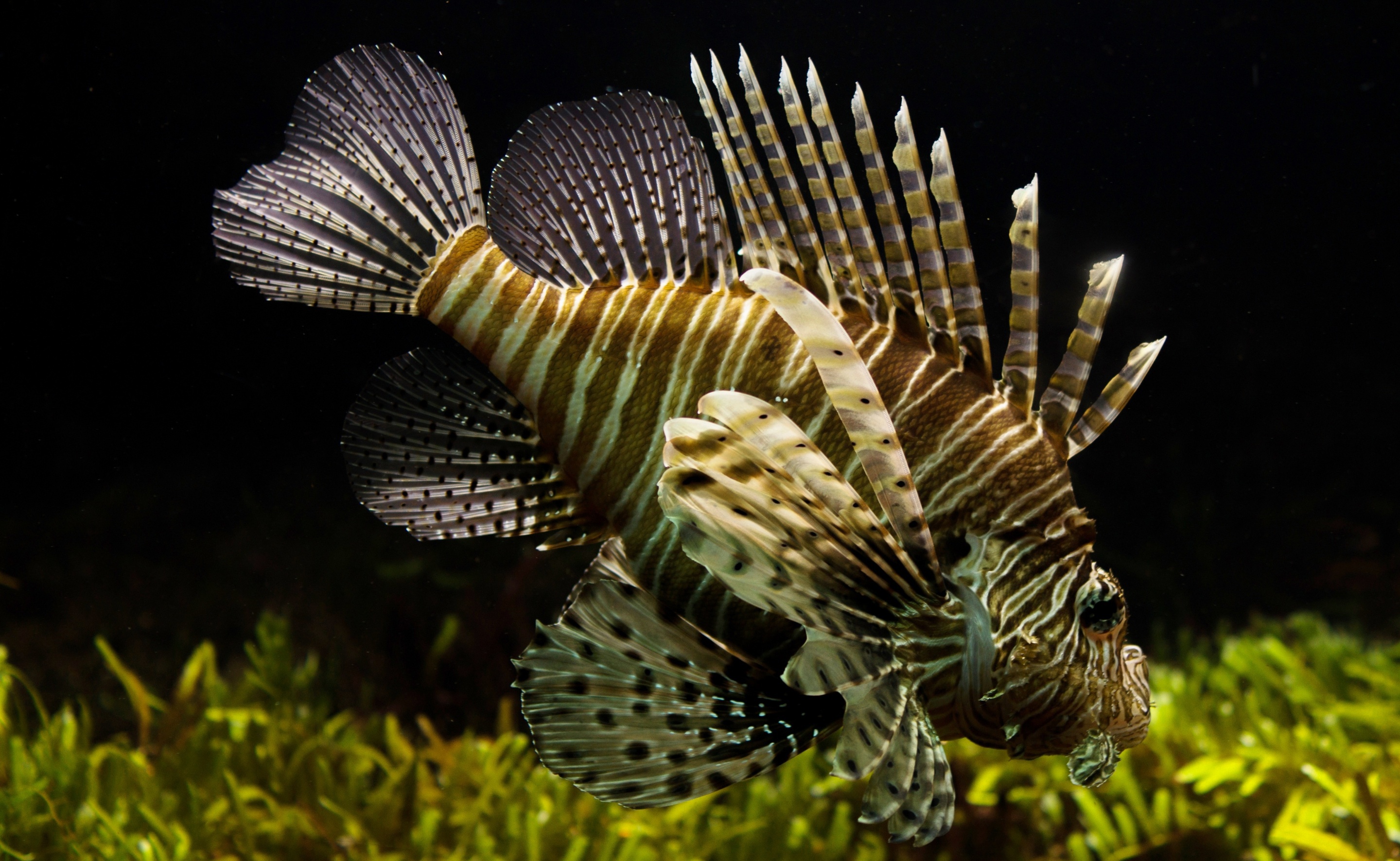 Free download wallpaper Fishes, Animal, Fish, Lionfish, Sea Life on your PC desktop