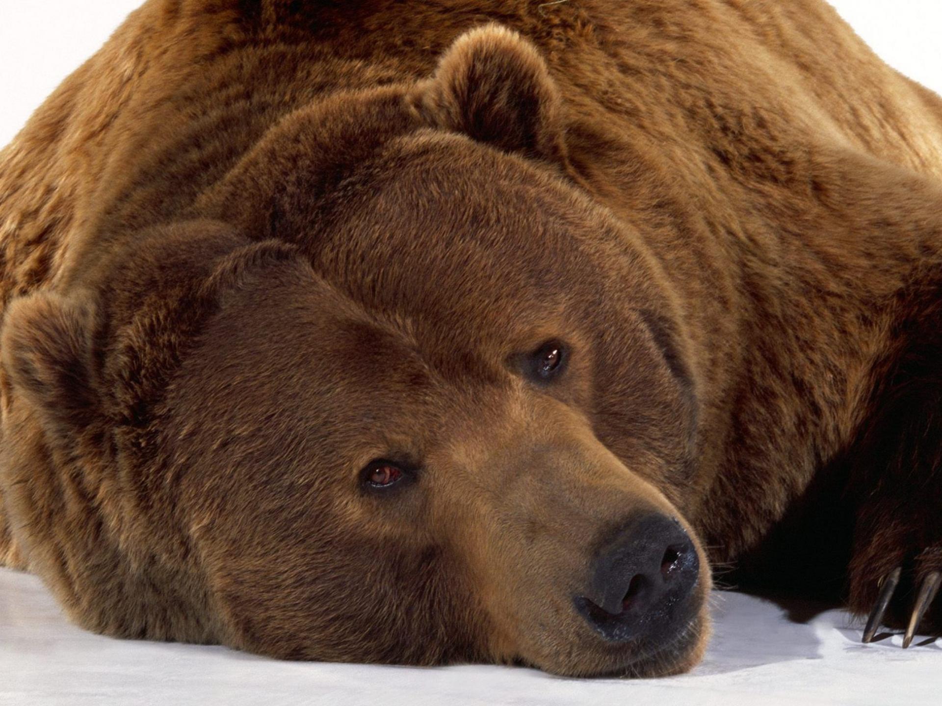 Скачать обои бесплатно Животные, Медведи, Медведь картинка на рабочий стол ПК