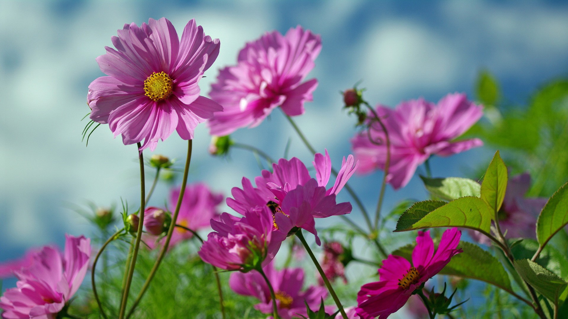 Handy-Wallpaper Blumen, Blume, Erde/natur kostenlos herunterladen.