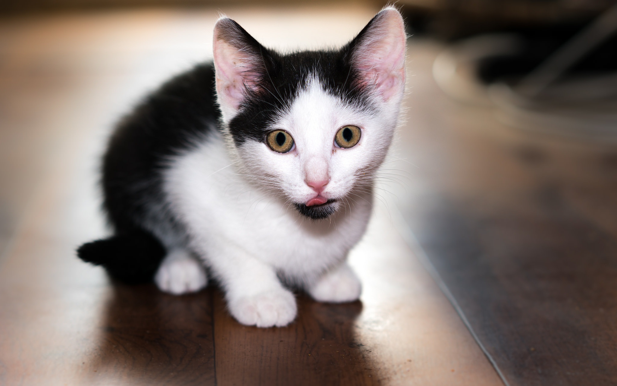 Baixe gratuitamente a imagem Animais, Gatos, Gato, Gatinho, Animal Bebê na área de trabalho do seu PC