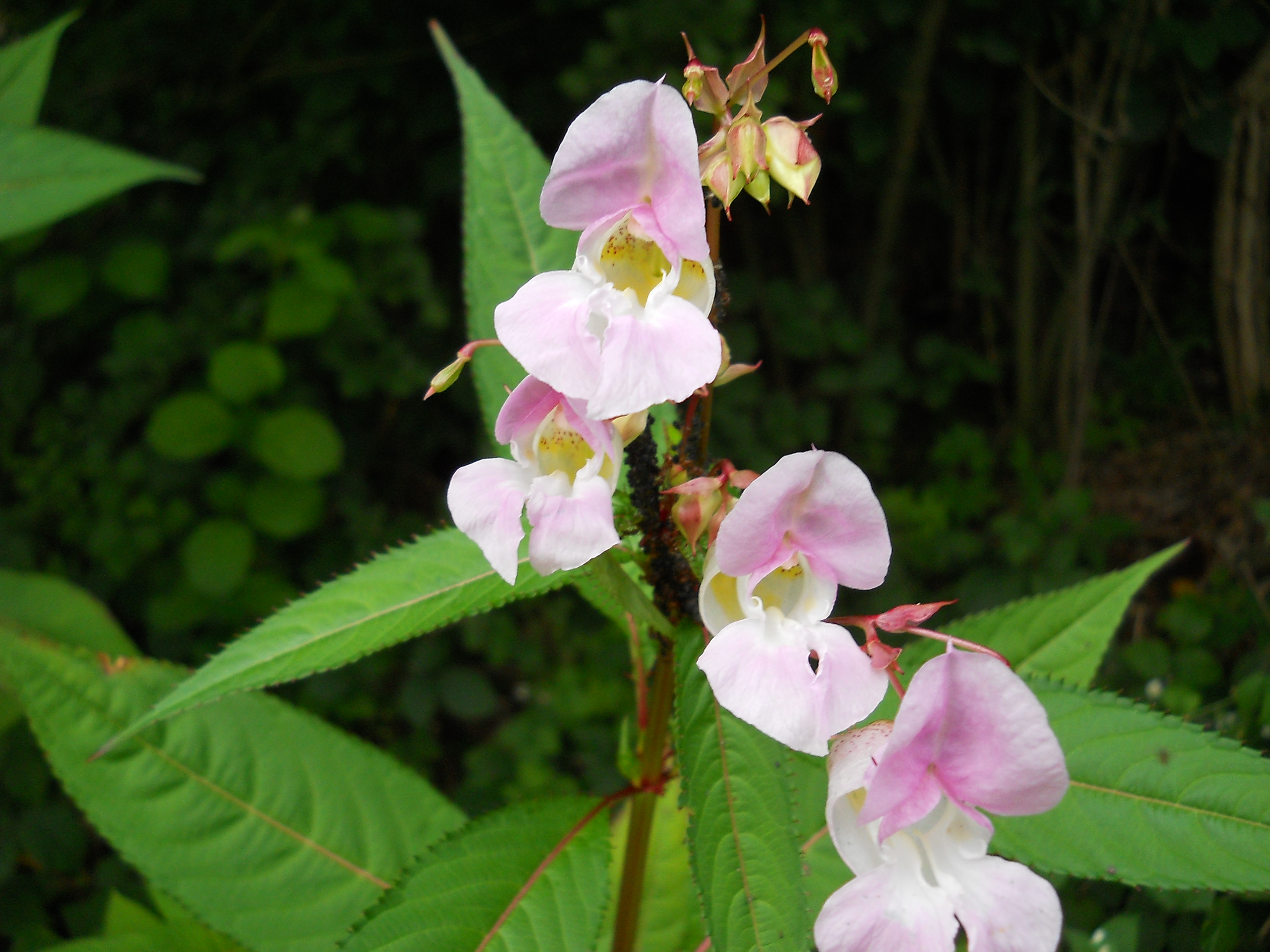 Baixe gratuitamente a imagem Flores, Flor, Terra/natureza na área de trabalho do seu PC