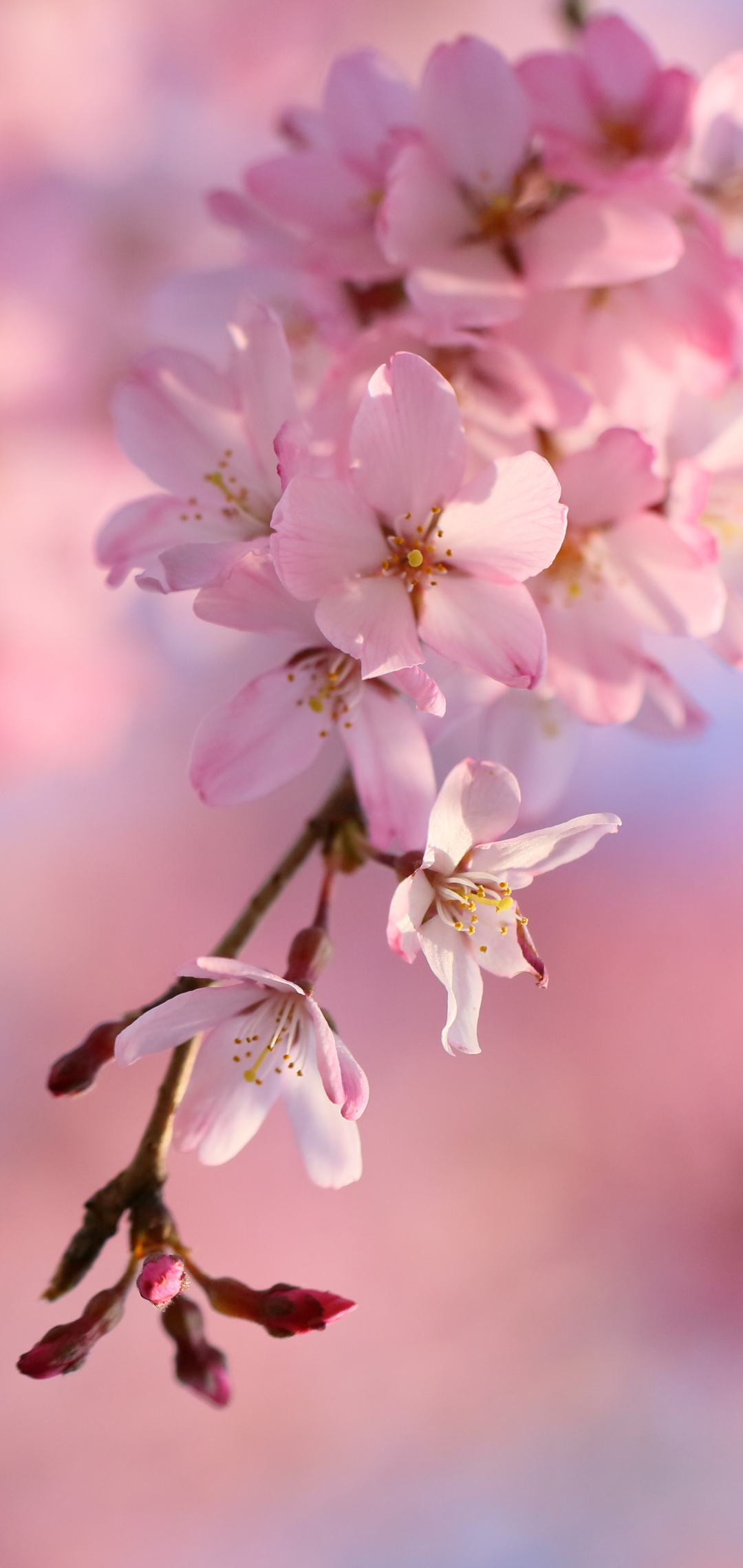 無料モバイル壁紙地球, 春, 桜の花, さくらをダウンロードします。