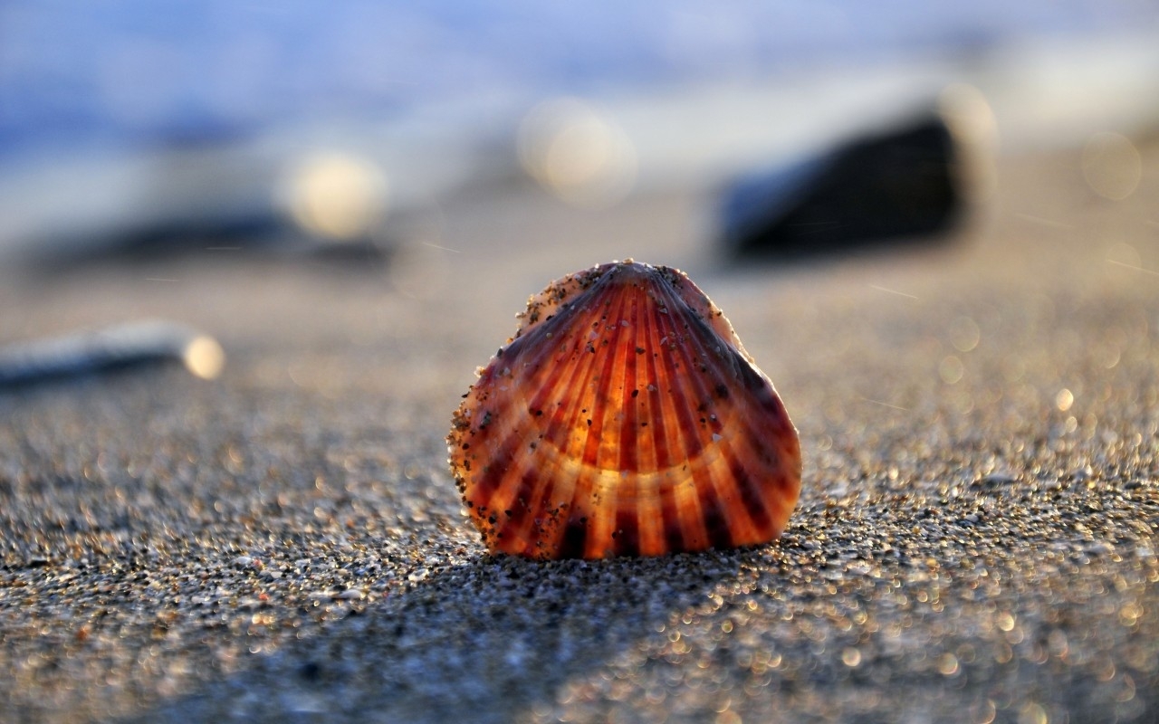background, sea, shells 2160p