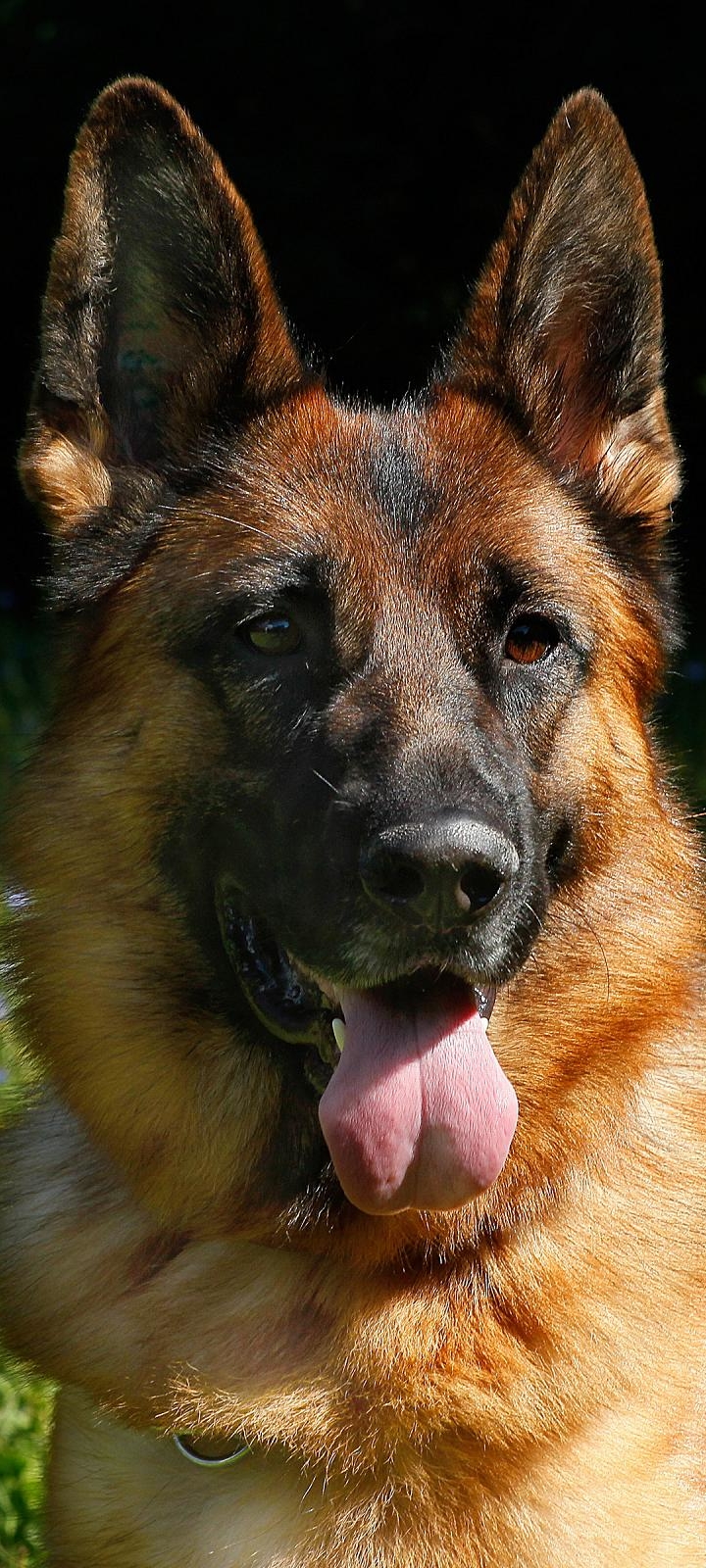 Download mobile wallpaper Dogs, Dog, Animal, German Shepherd for free.