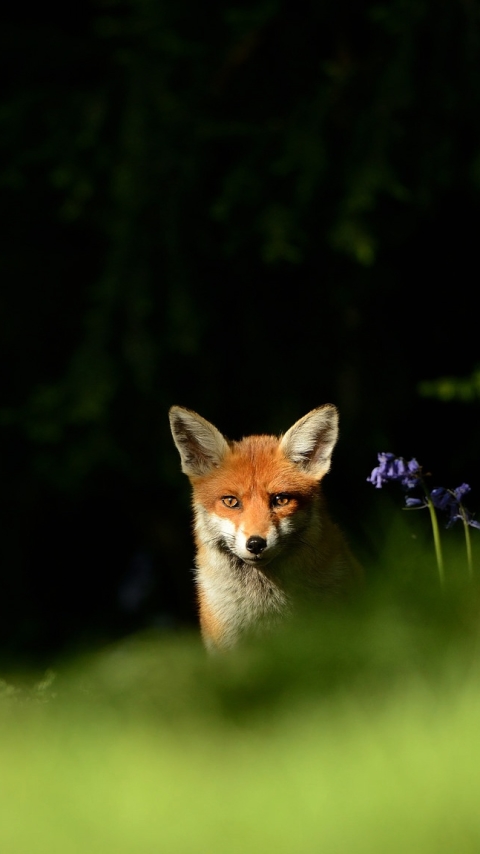 Handy-Wallpaper Tiere, Fuchs, Starren kostenlos herunterladen.