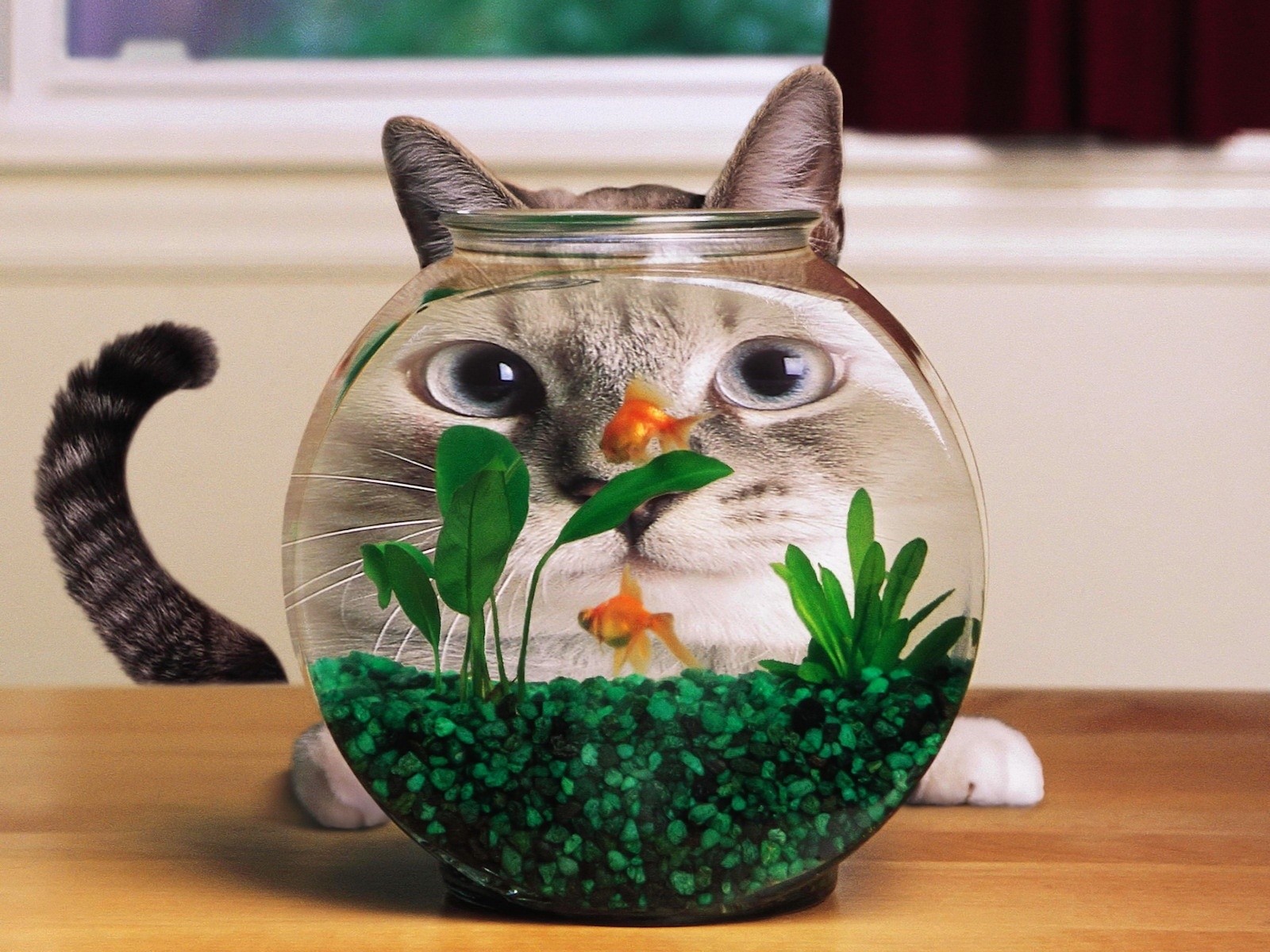 Laden Sie das Humor, Katzen, Katze-Bild kostenlos auf Ihren PC-Desktop herunter
