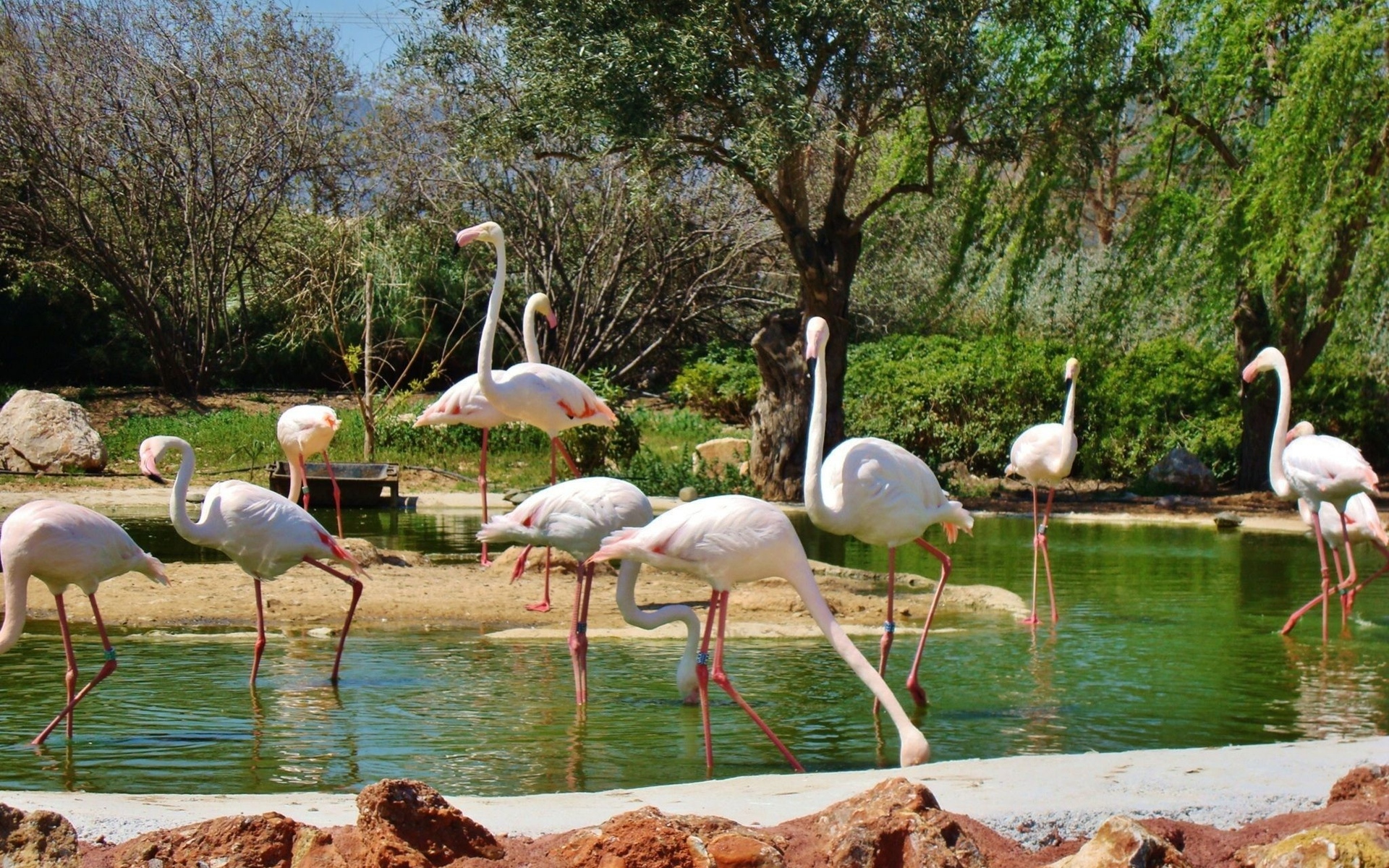 295817 Protetores de tela e papéis de parede Flamingo em seu telefone. Baixe  fotos gratuitamente