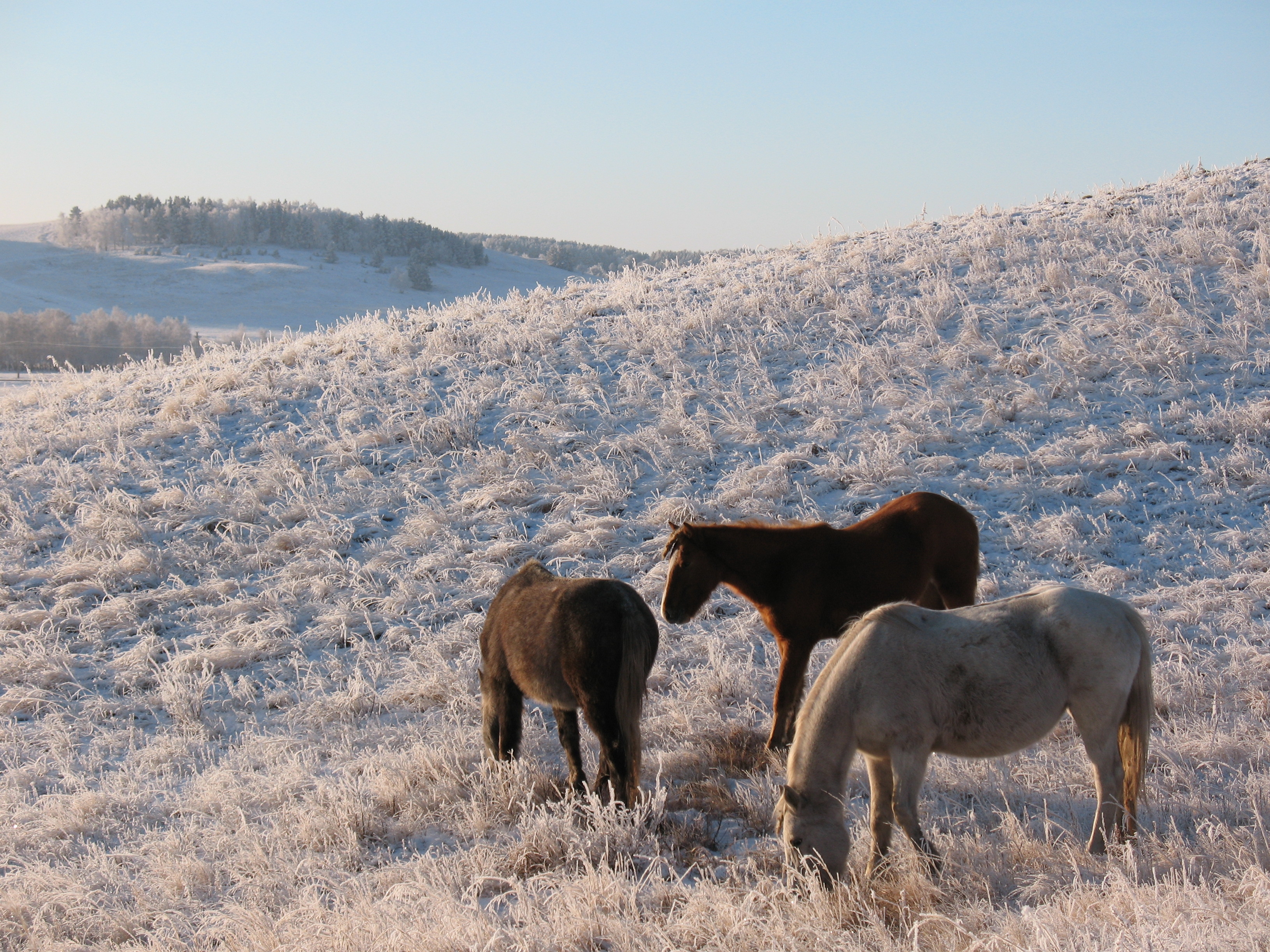 110944 скачать обои лошади, табун, мороз, животные, зима, конь, пастбище, кобыла - заставки и картинки бесплатно