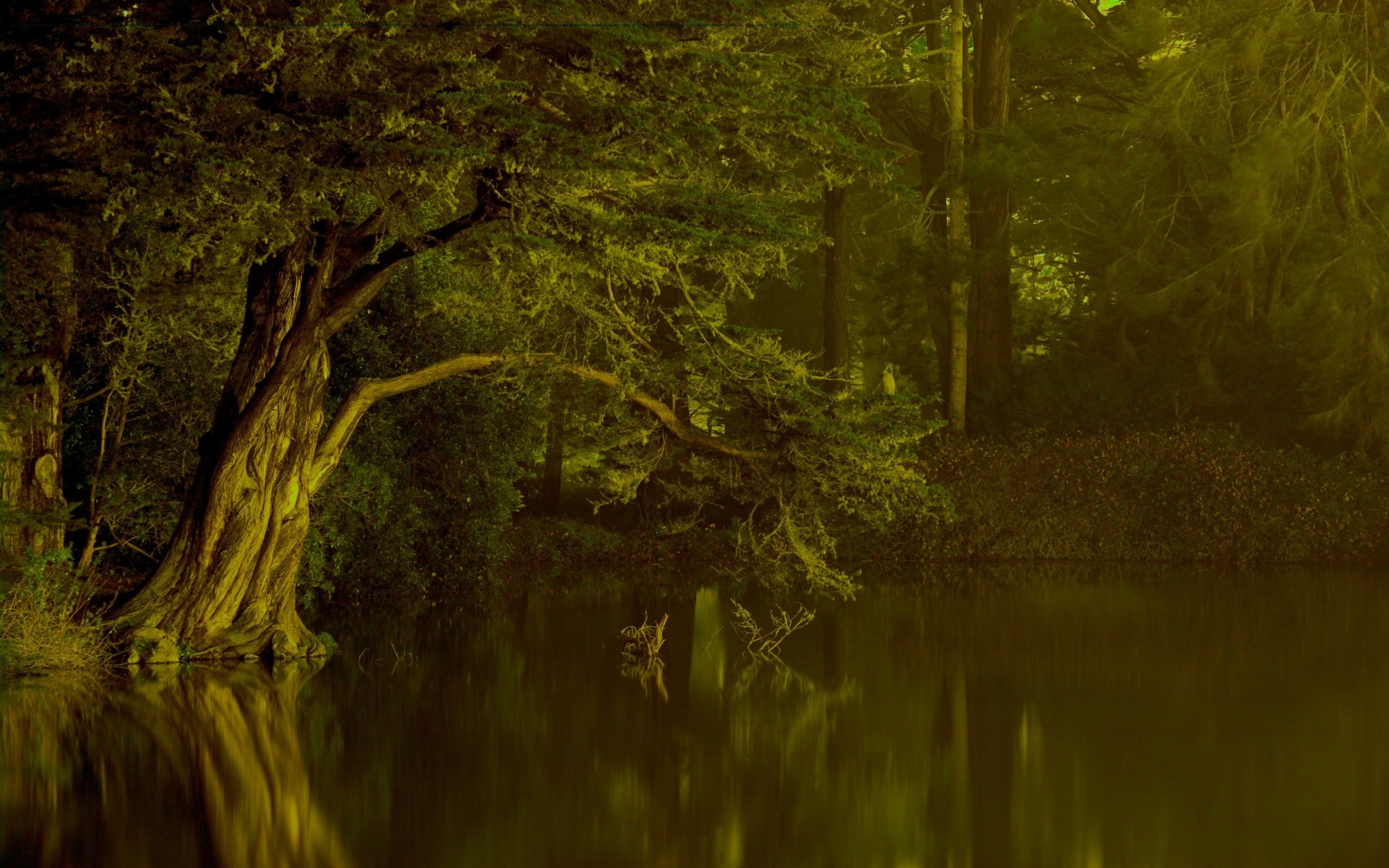 Laden Sie das Menschengemacht, Golden Gate Park-Bild kostenlos auf Ihren PC-Desktop herunter