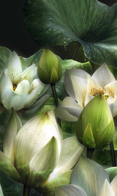 Handy-Wallpaper Blumen, Lotus, Blume, Künstlerisch kostenlos herunterladen.