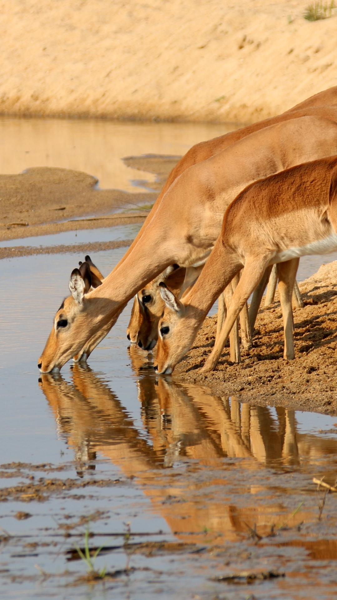 Download mobile wallpaper Reflection, Animal, Antelope, Gazelle for free.