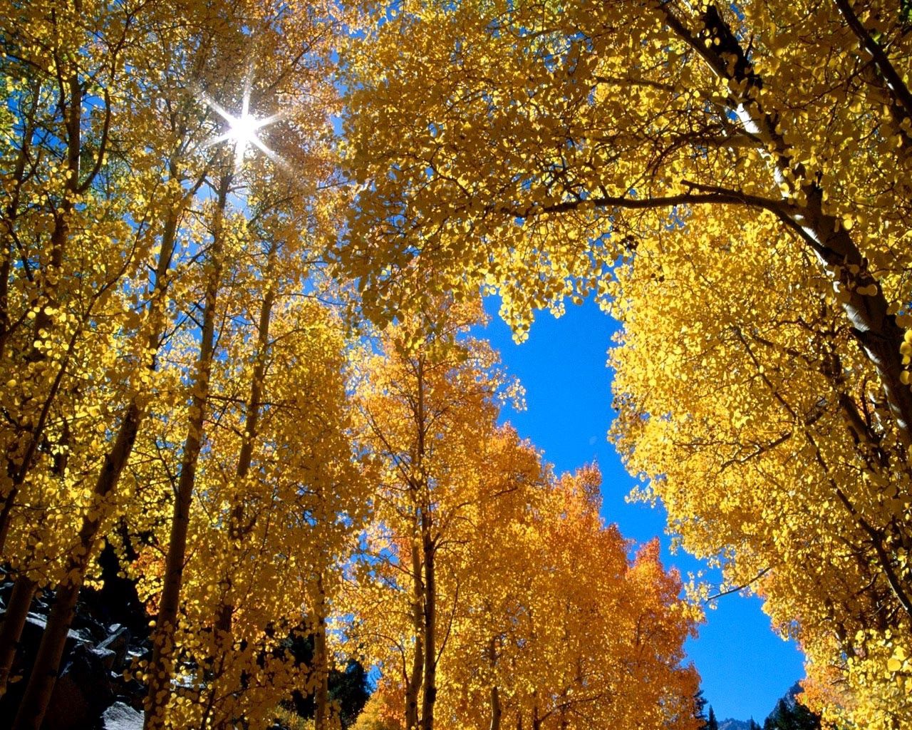 leaves, birches, nature, autumn, sun, yellow, branches, branch