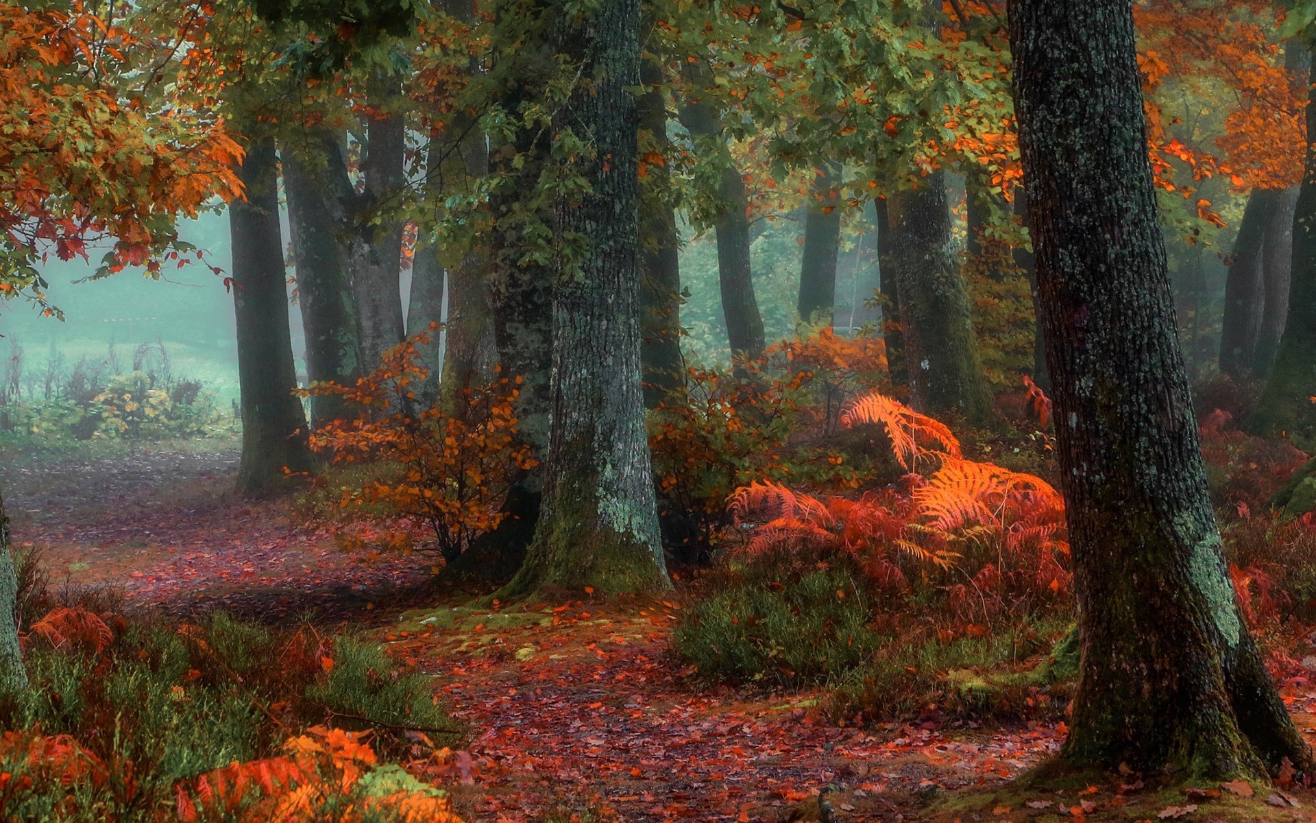 PCデスクトップに木, 秋, 森, 地球画像を無料でダウンロード