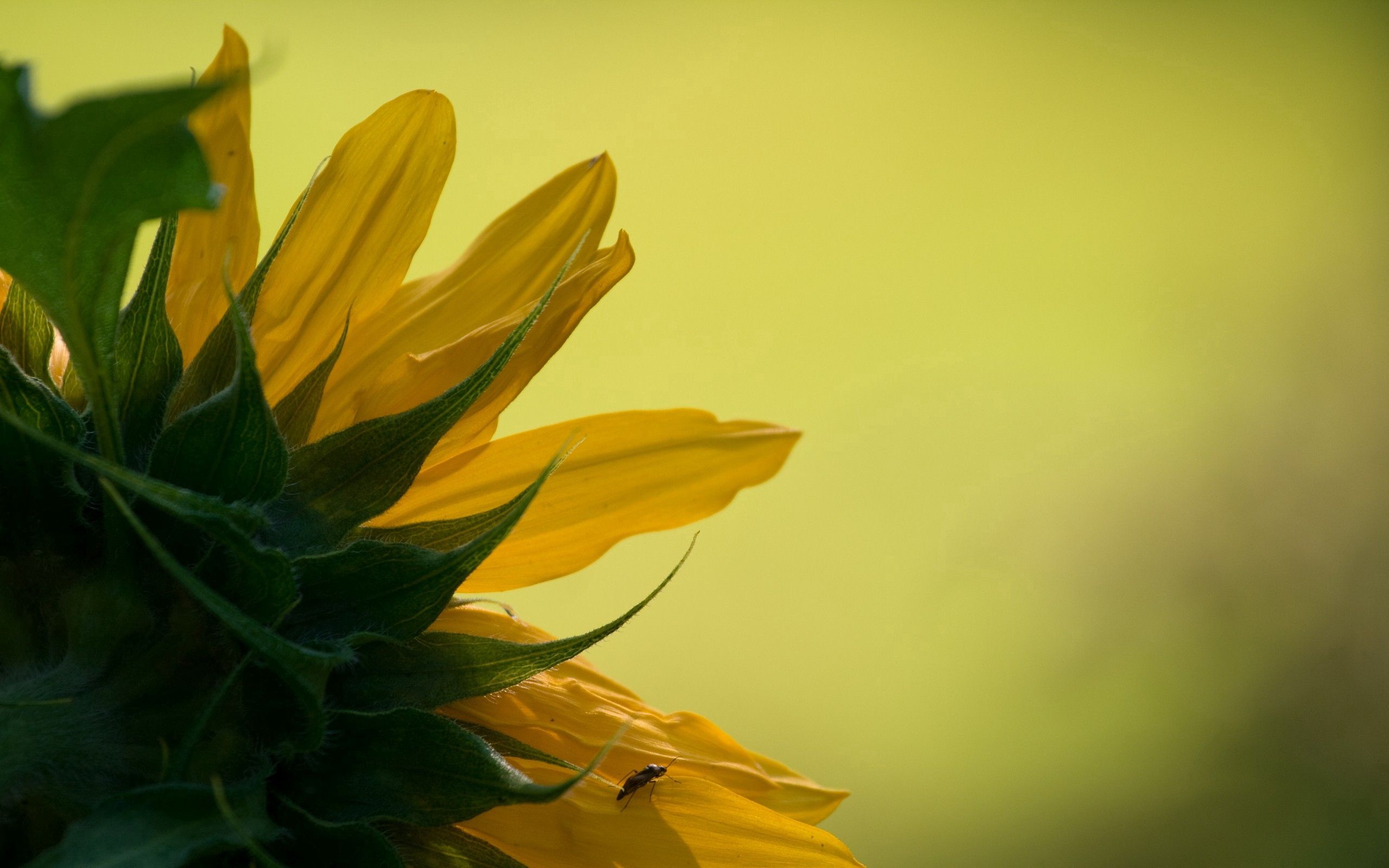 PCデスクトップに背景, 葉, 大きい, マクロ, 花びら, 向日葵, ひまわり画像を無料でダウンロード