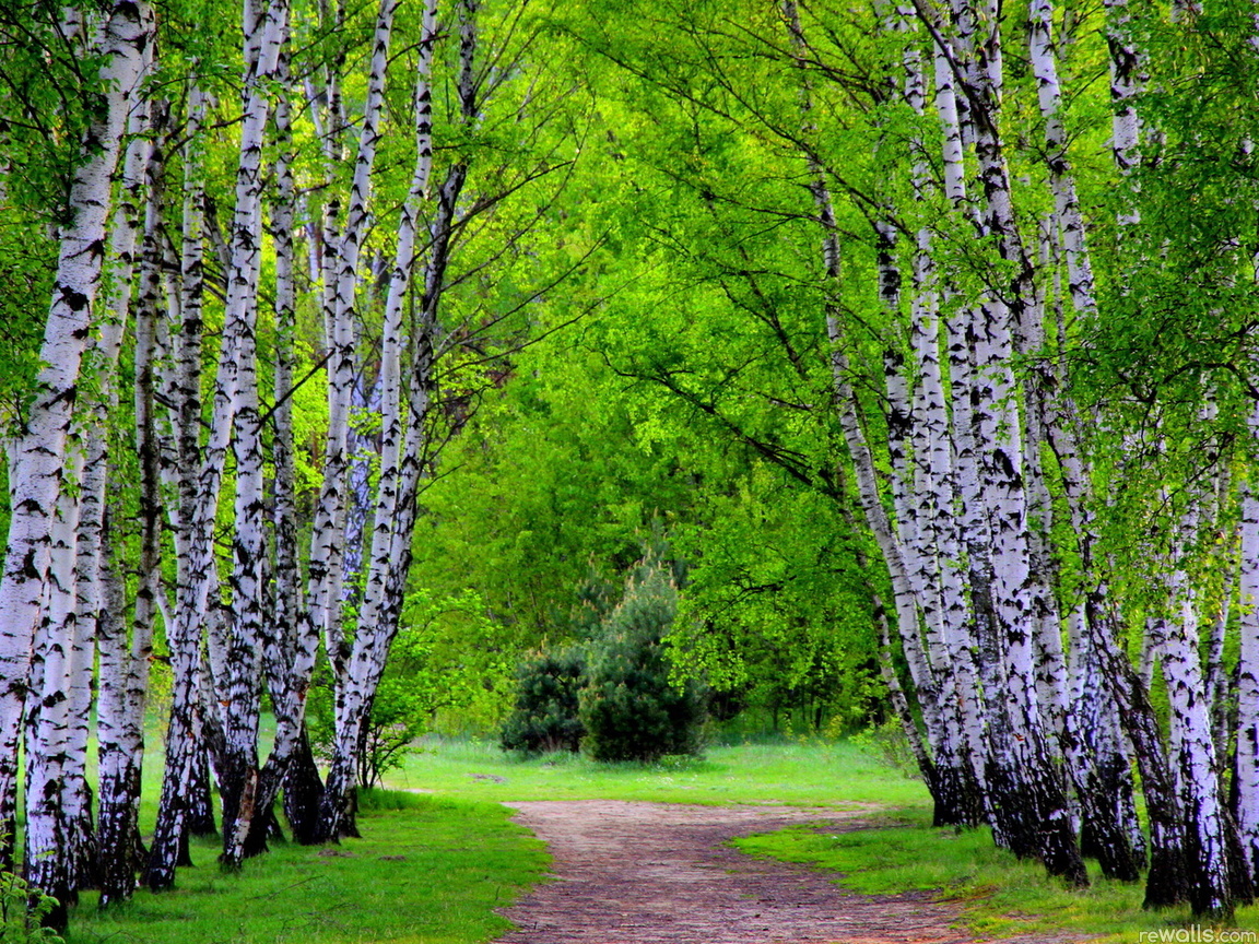 Download mobile wallpaper Landscape, Birches, Trees, Roads for free.