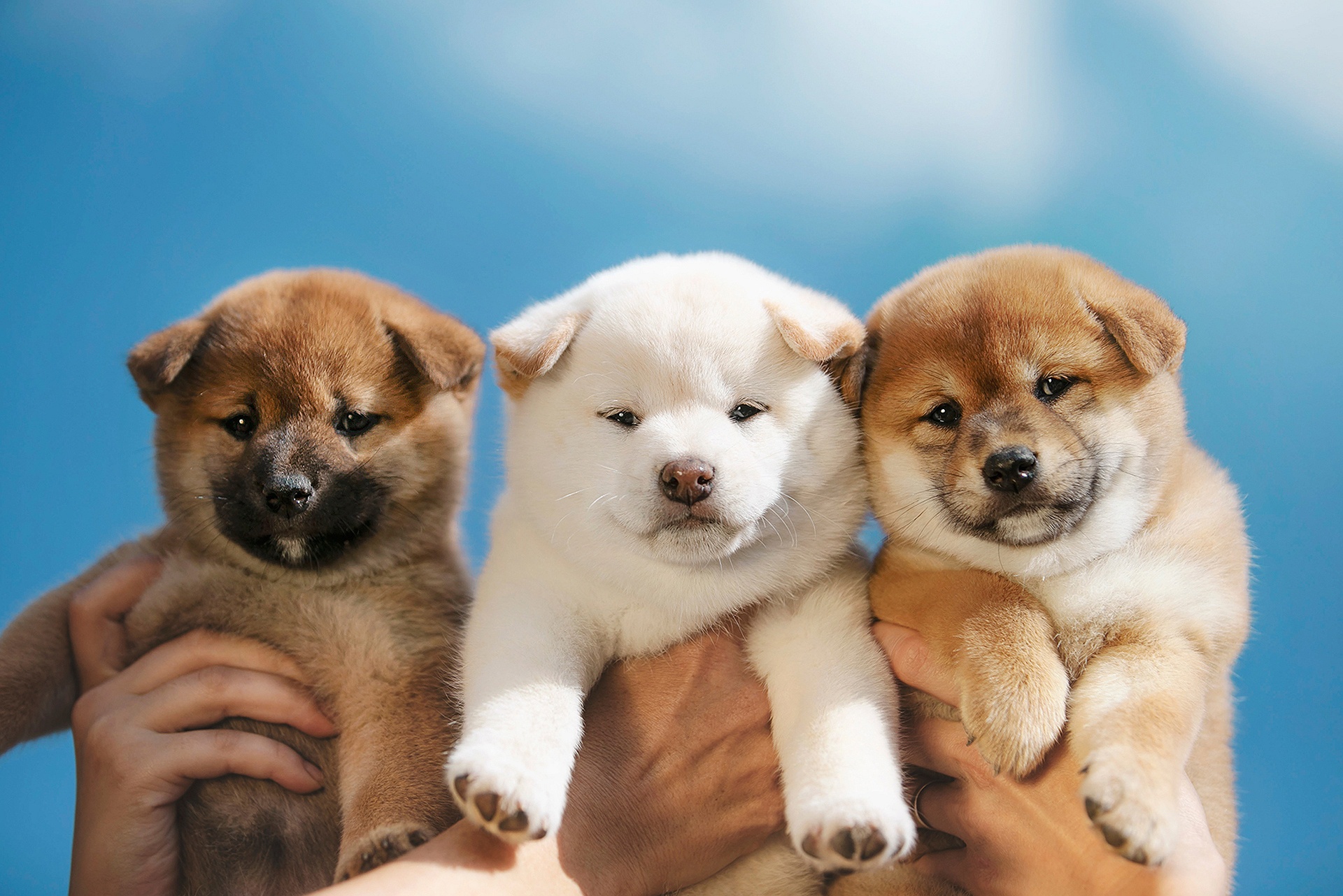 Baixar papel de parede para celular de Animais, Cães, Cão, Shiba Inu, Animal Bebê, Filhote gratuito.