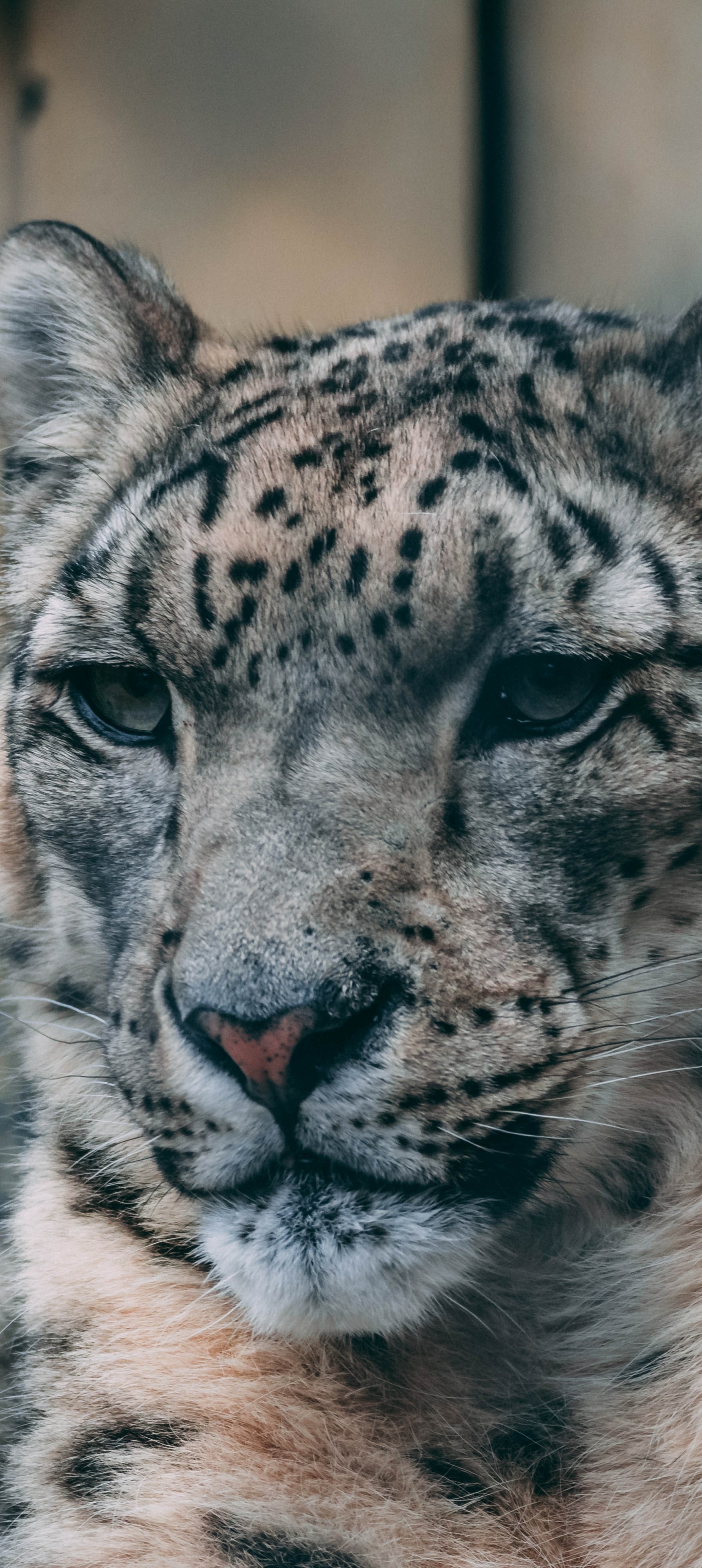 Descarga gratuita de fondo de pantalla para móvil de Animales, Gatos, Leopardo De Las Nieves.