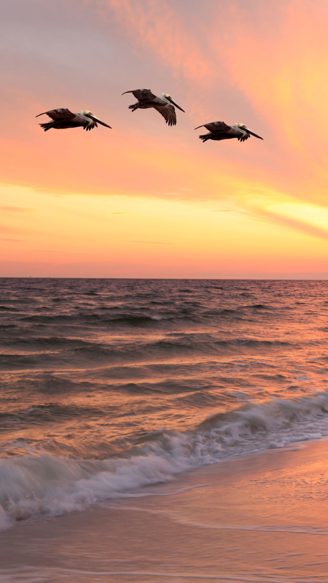 Download mobile wallpaper Sunset, Sky, Sea, Horizon, Ocean, Earth, Pelican for free.