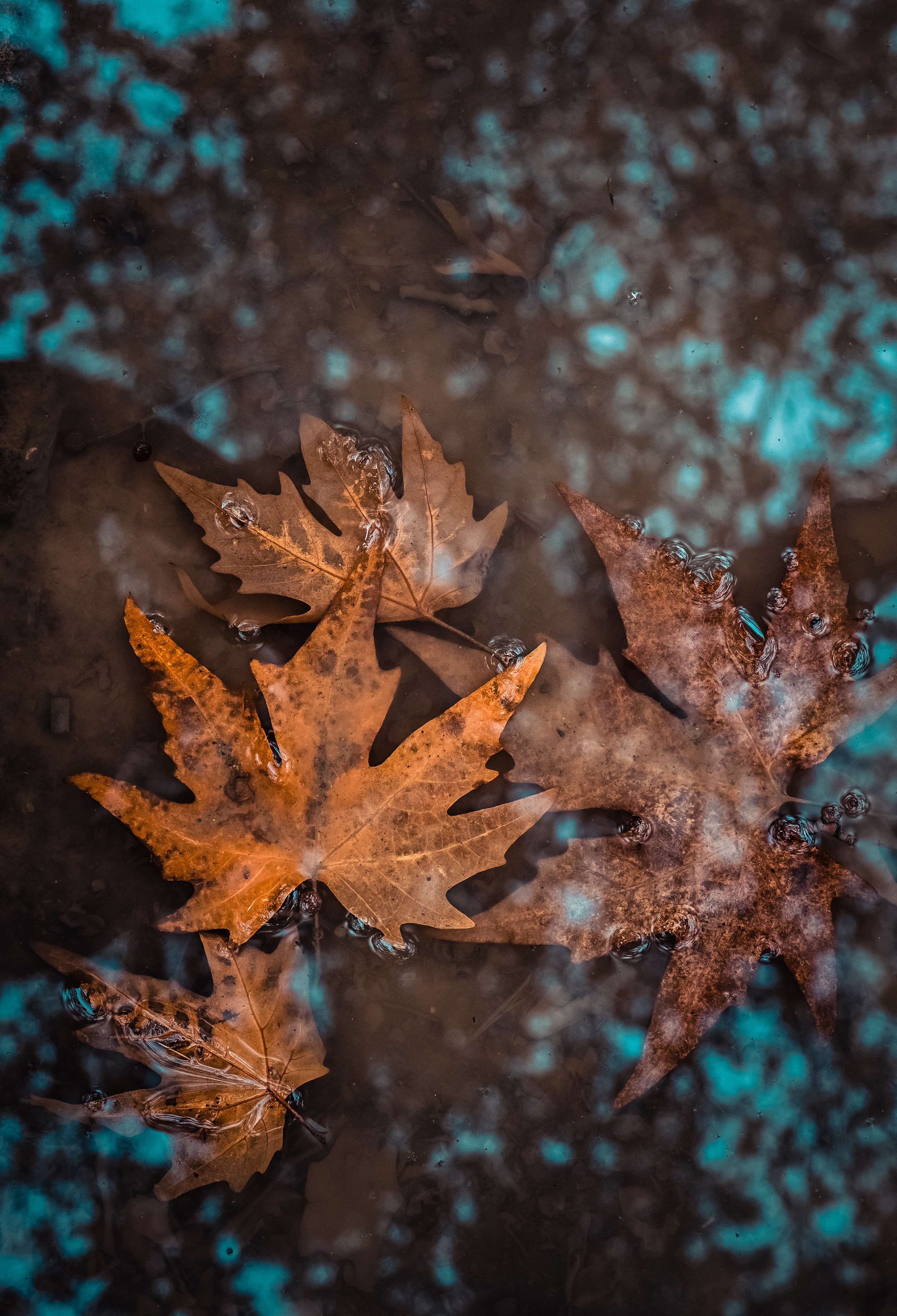129772 descargar imagen naturaleza, agua, otoño, hojas, mojado, caído: fondos de pantalla y protectores de pantalla gratis