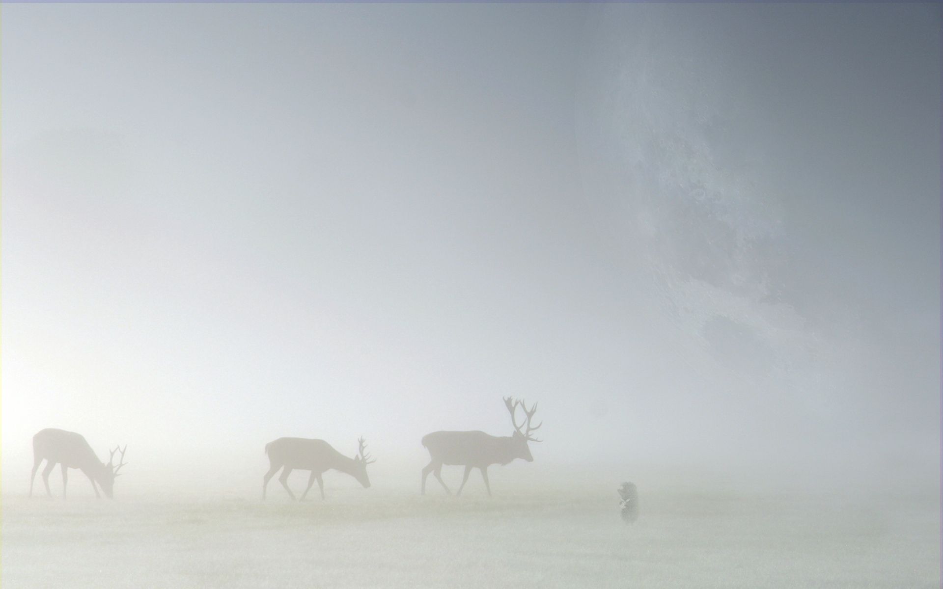 Free download wallpaper Animals, Deers, Silhouette, Fog, Field on your PC desktop