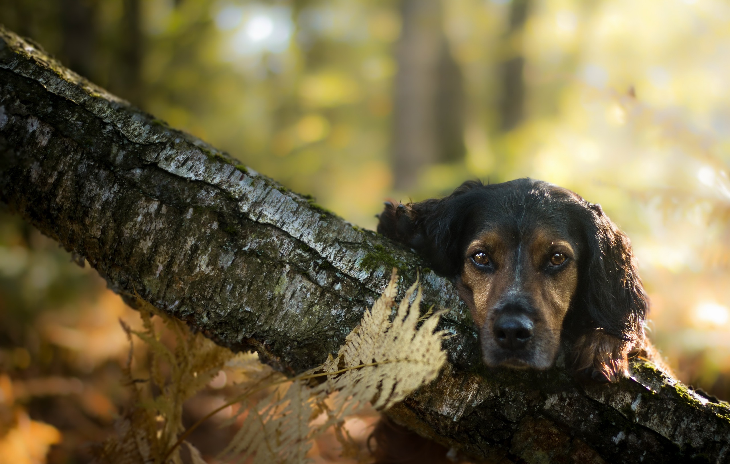 Free download wallpaper Dogs, Dog, Muzzle, Animal, Stare, Depth Of Field on your PC desktop