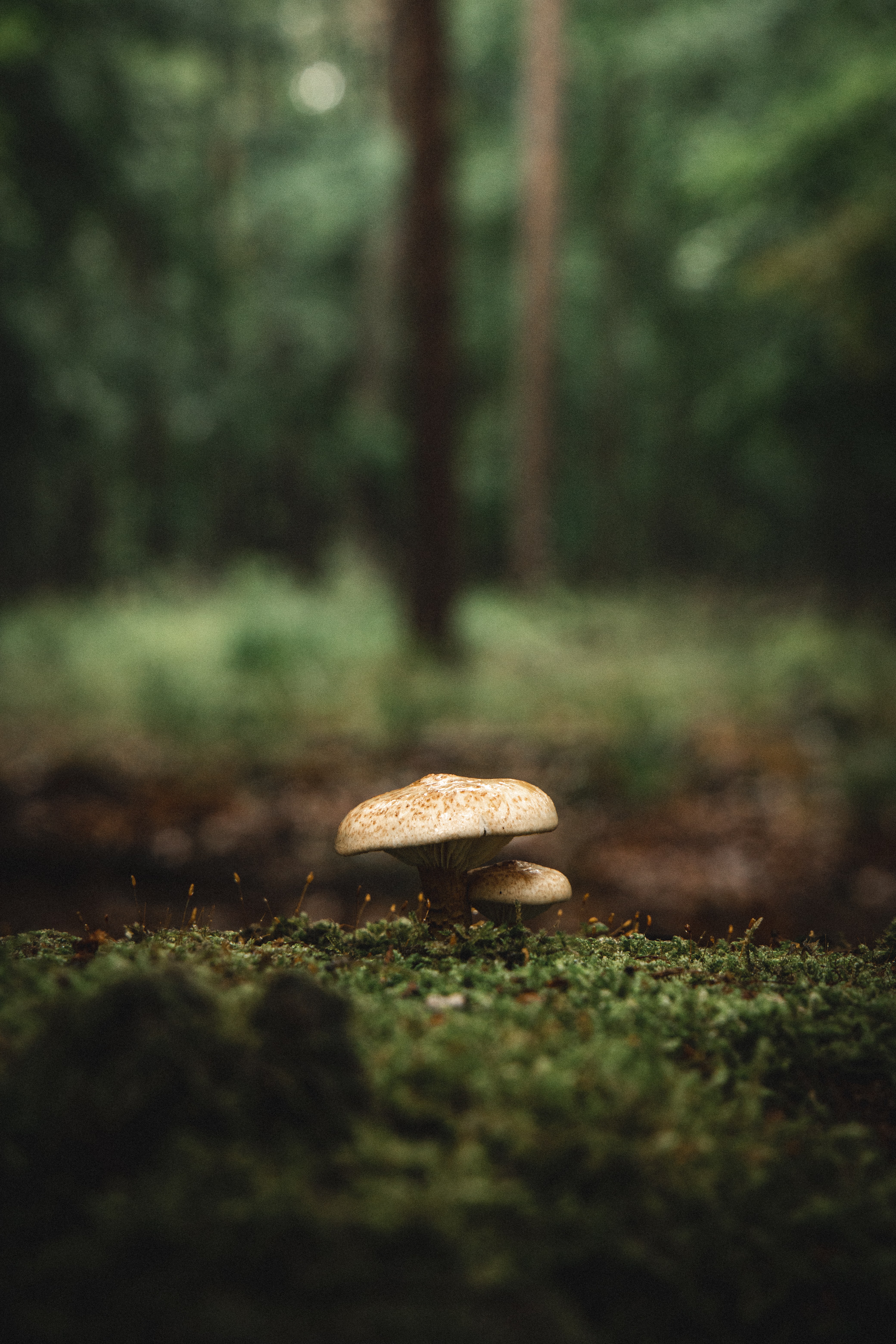 Mushroom Vertical Background
