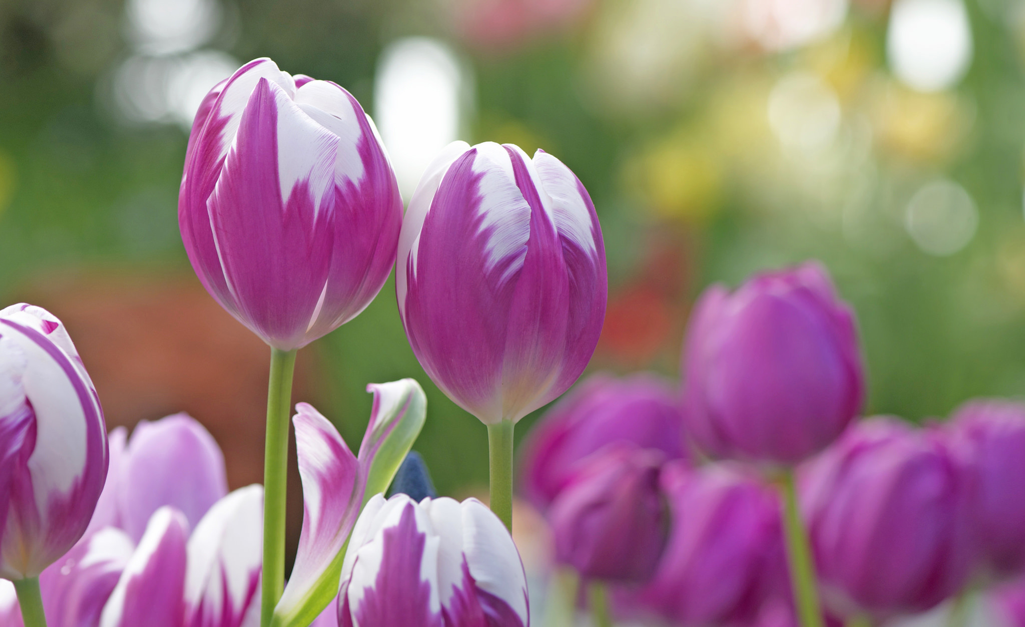 Téléchargez des papiers peints mobile Fleurs, Fleur, Tulipe, Terre/nature gratuitement.