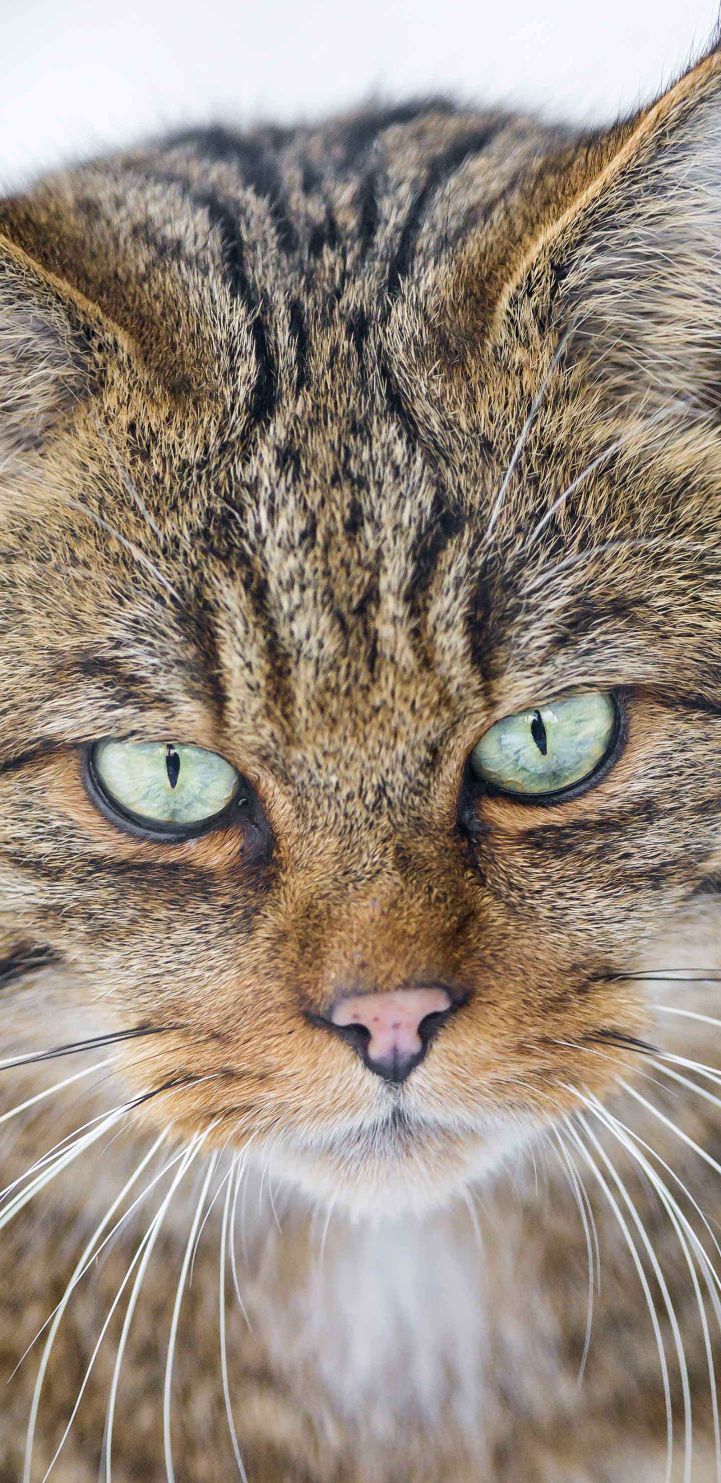 Descarga gratis la imagen Animales, Gatos, Gato, De Cerca en el escritorio de tu PC