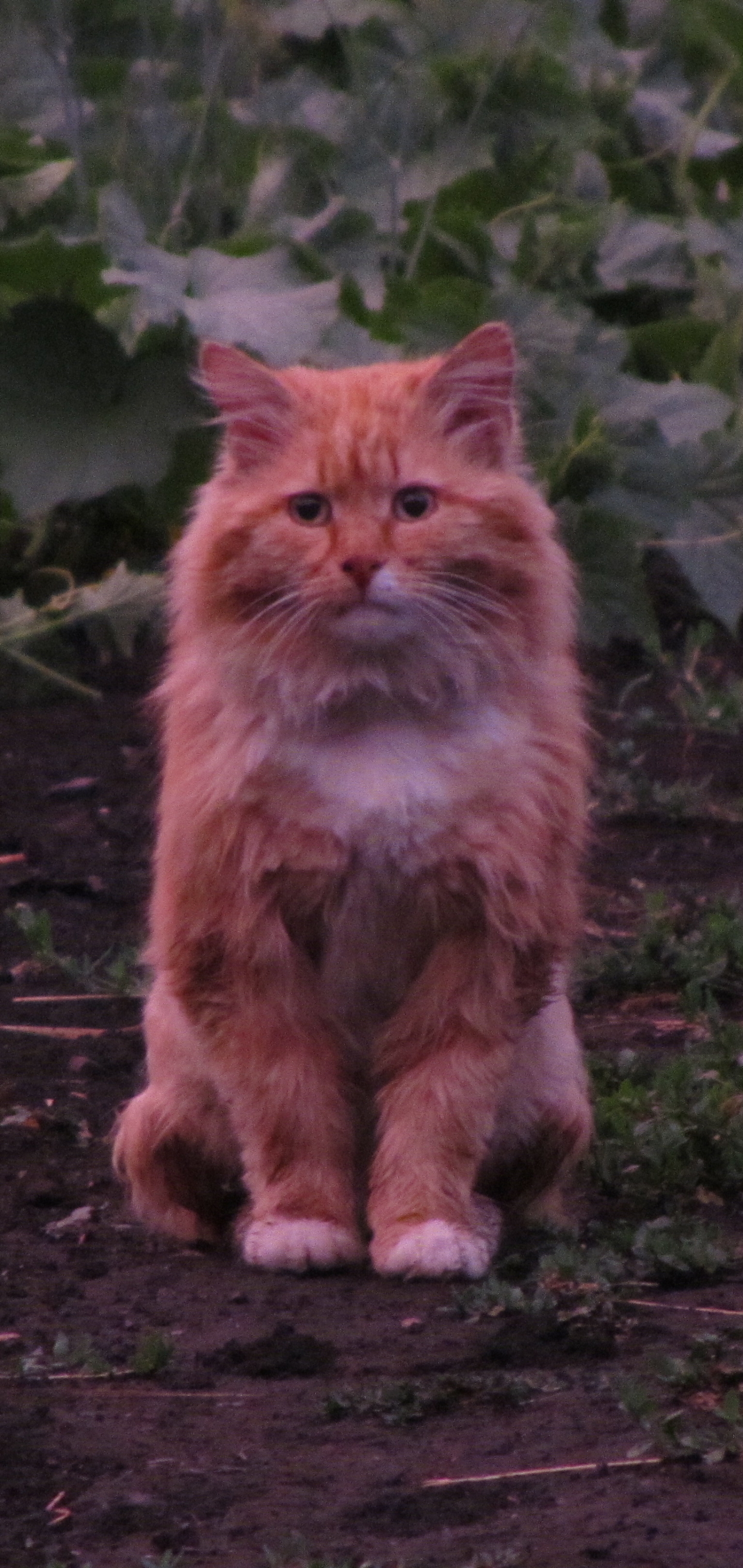 Baixar papel de parede para celular de Animais, Gatos, Gato gratuito.