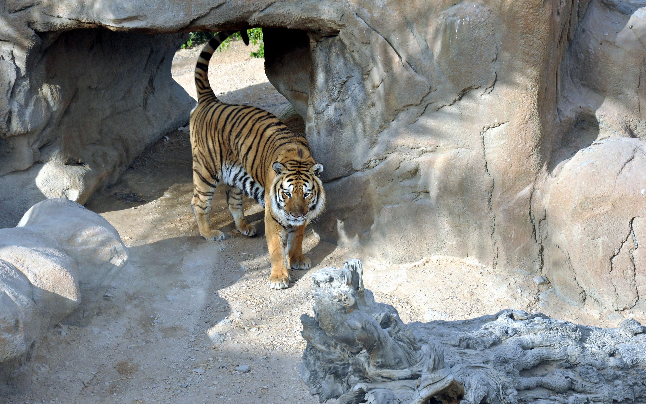 animals, stones, predator, tiger, reserve