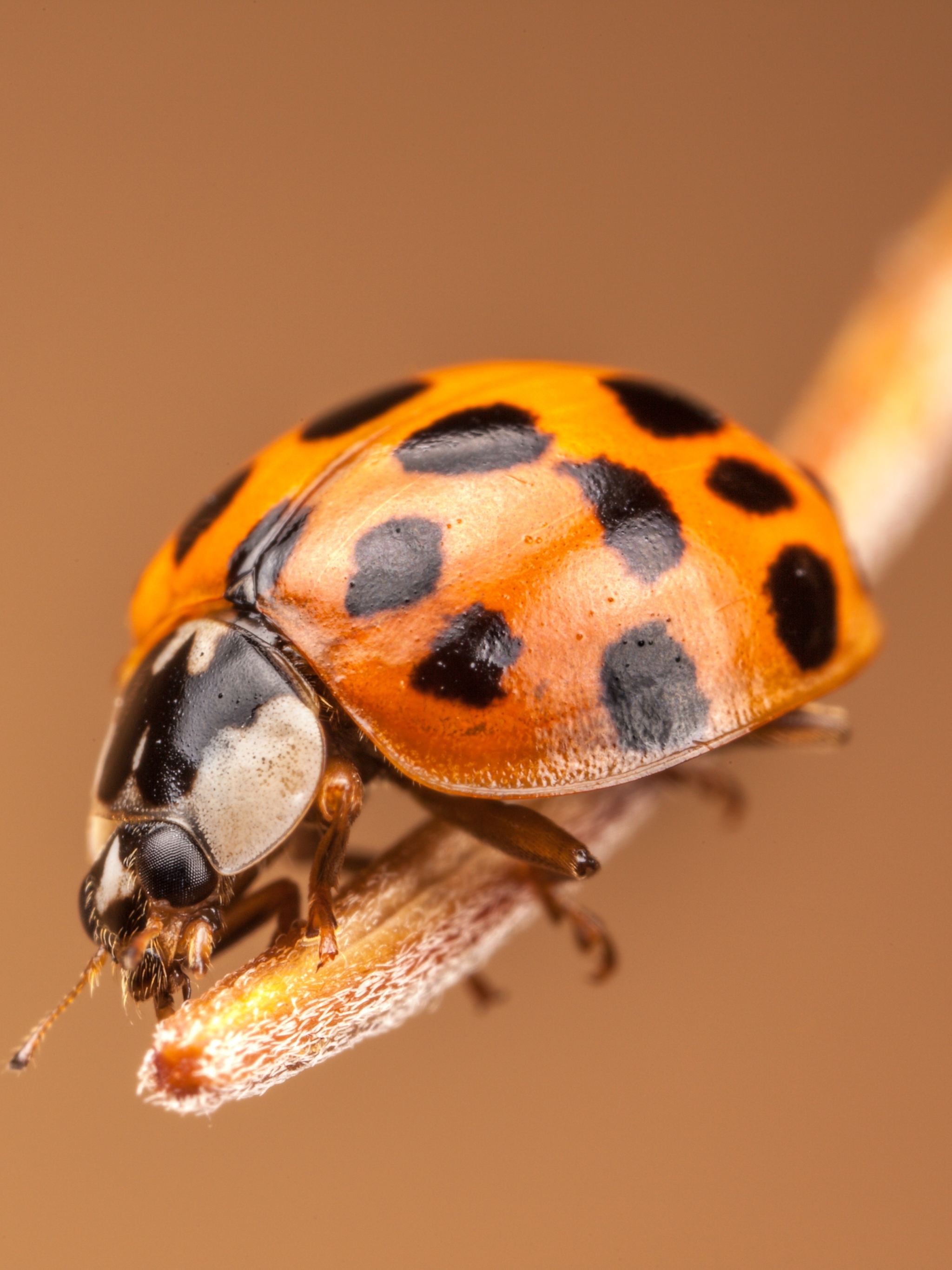 Download mobile wallpaper Macro, Insect, Animal, Ladybug for free.