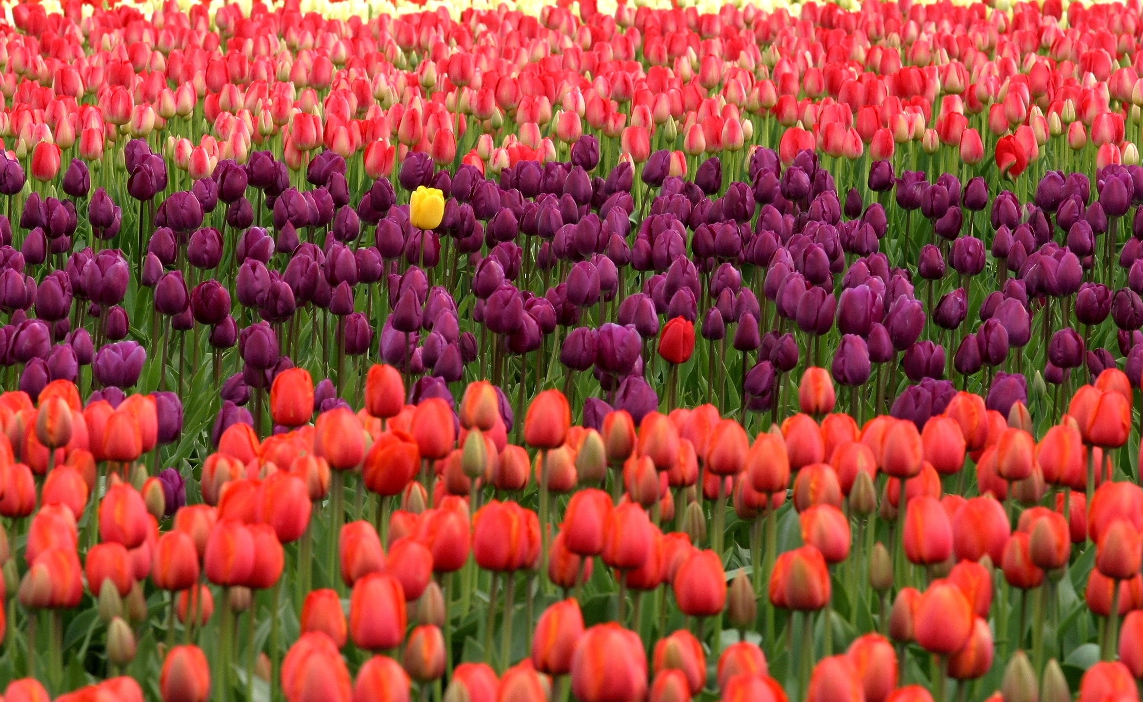 Free download wallpaper Flowers, Flower, Earth, Field, Tulip, Purple Flower, Orange Flower on your PC desktop