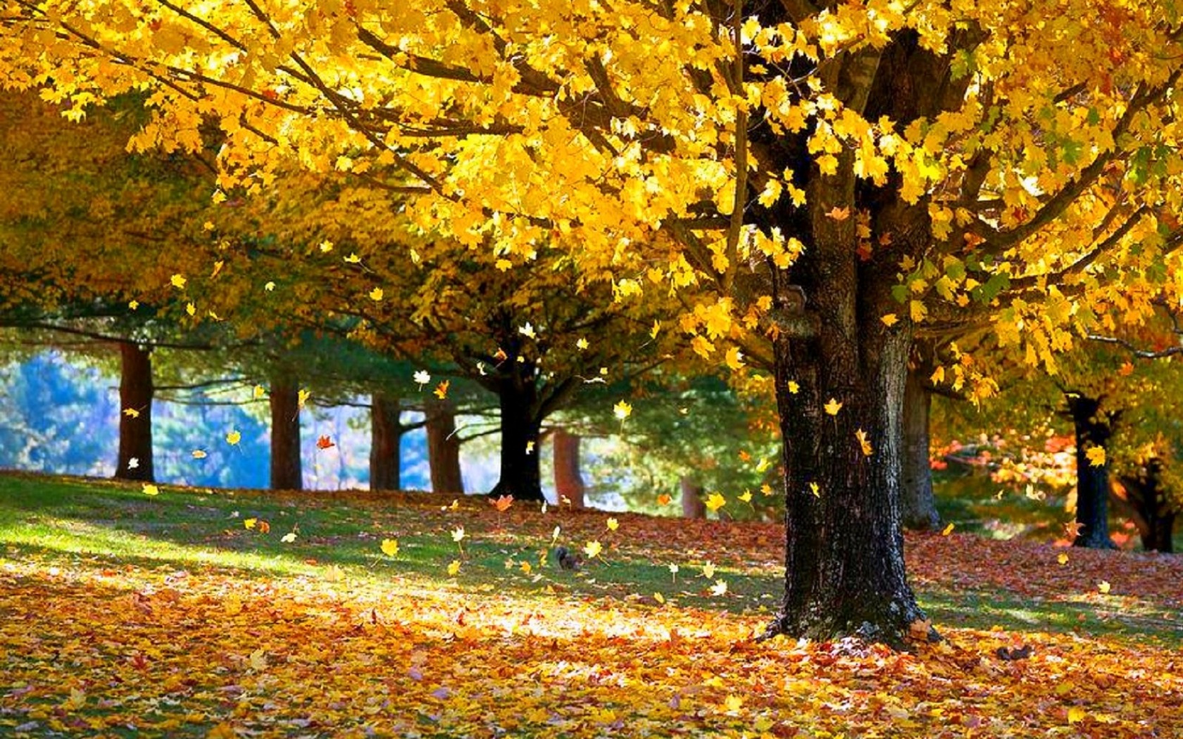 Download mobile wallpaper Tree, Leaf, Fall, Earth for free.