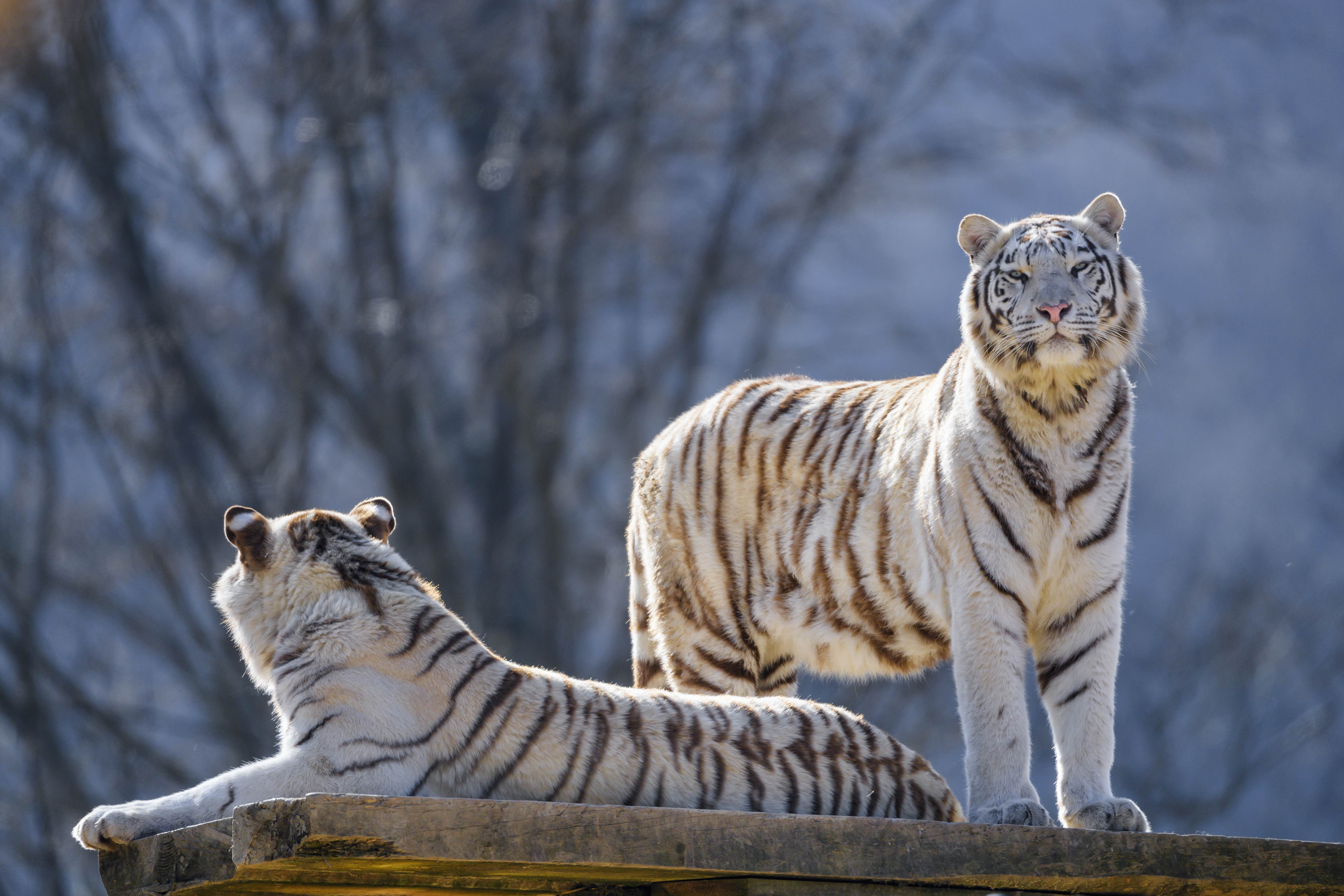 144493壁紙のダウンロード動物, 阪神タイガース, 捕食者, 白い, ベンガルトラ, 捕食 者, ベンガル・タイガース-スクリーンセーバーと写真を無料で