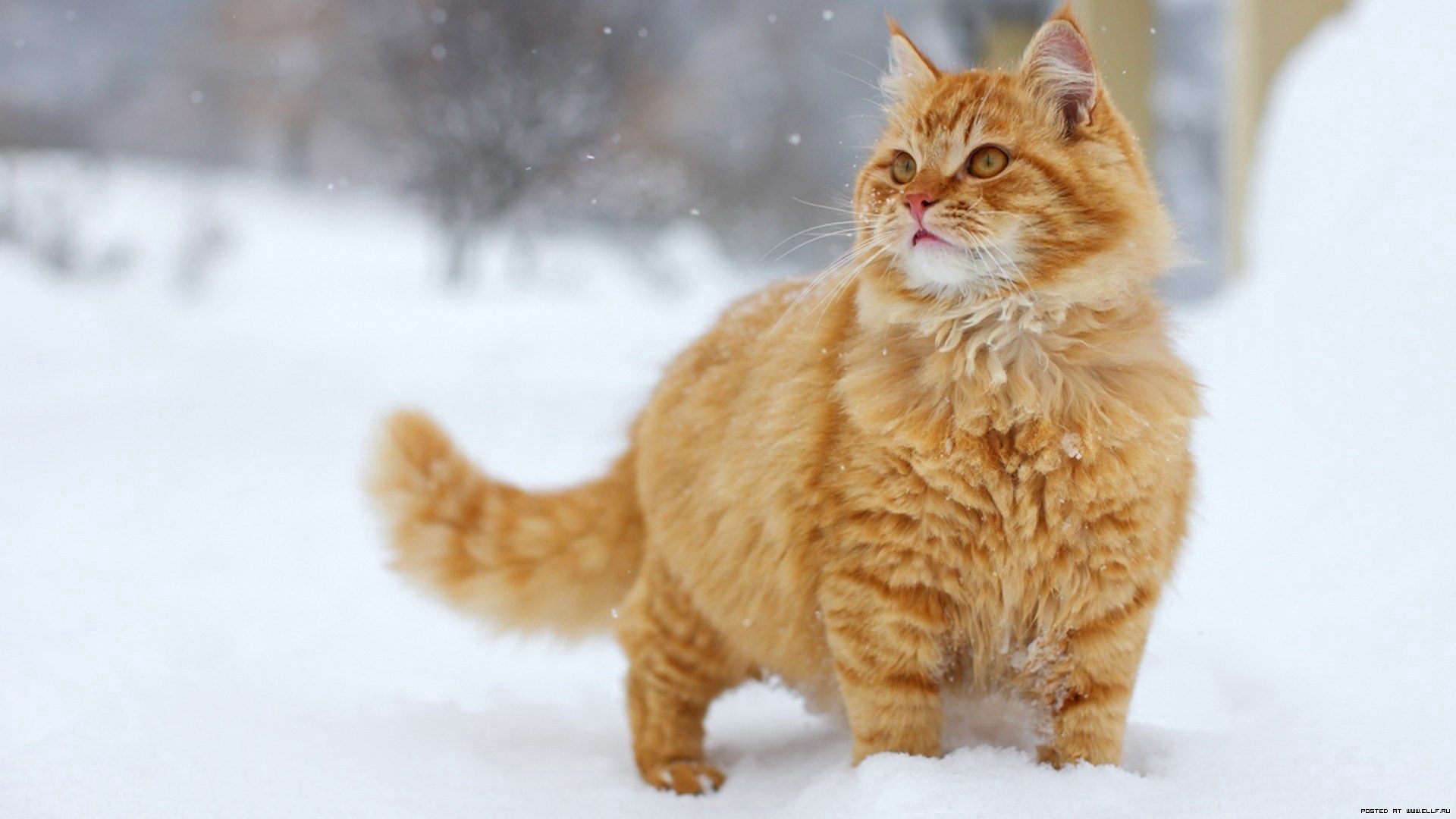 144062 завантажити картинку кіт, товстий, прогулянка, тварини, сніг, кішка, пухнастий, смугастий, прогулятися - шпалери і заставки безкоштовно