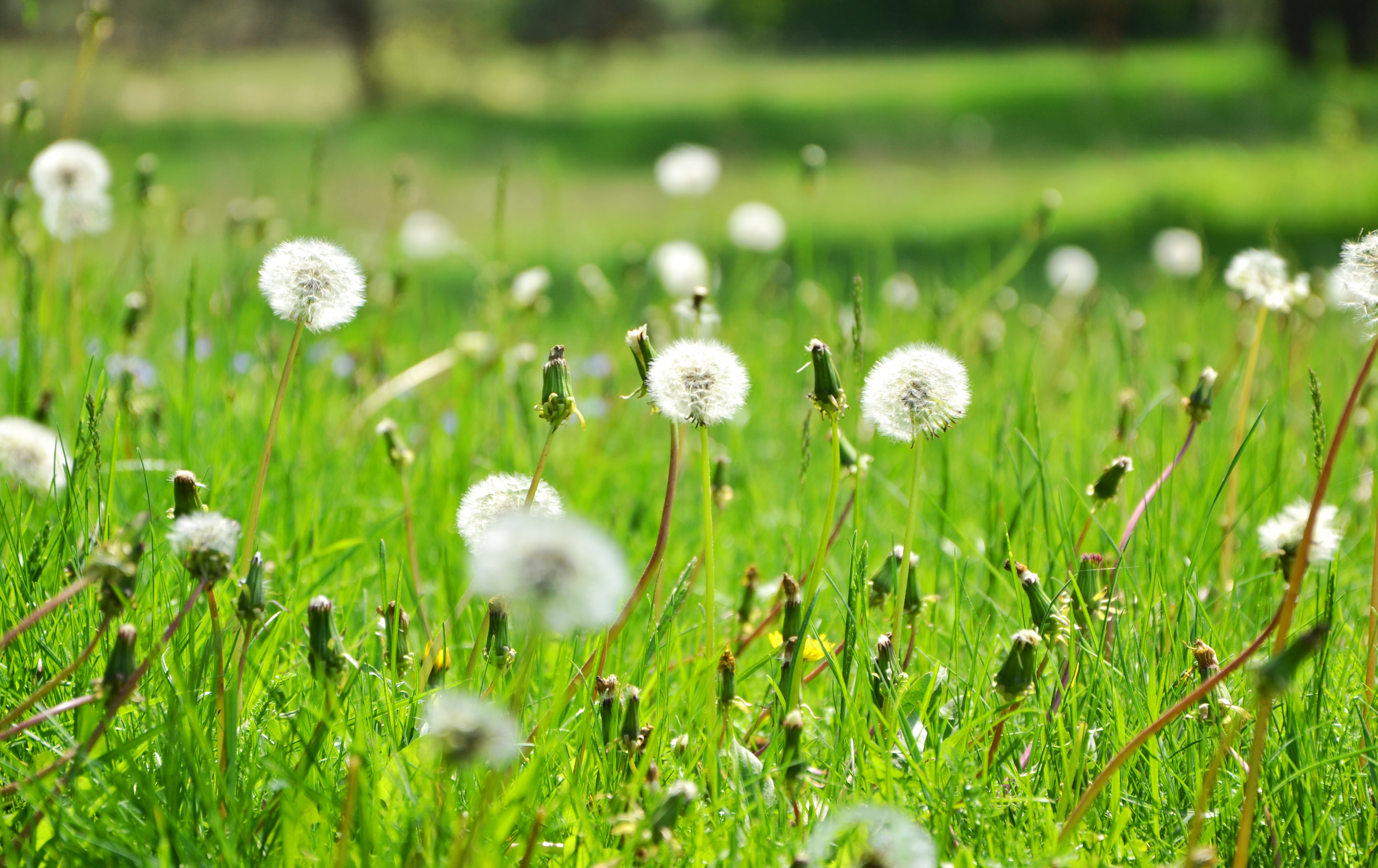 Download mobile wallpaper Nature, Summer, Earth, Meadow, Dandelion for free.