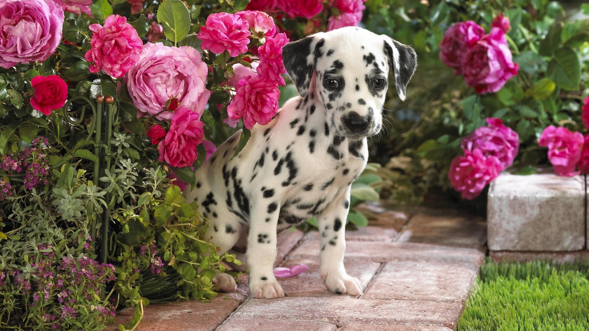 1471326 скачать картинку роза, животные, далматинец, собака, цветок, щенок, красная роза - обои и заставки бесплатно