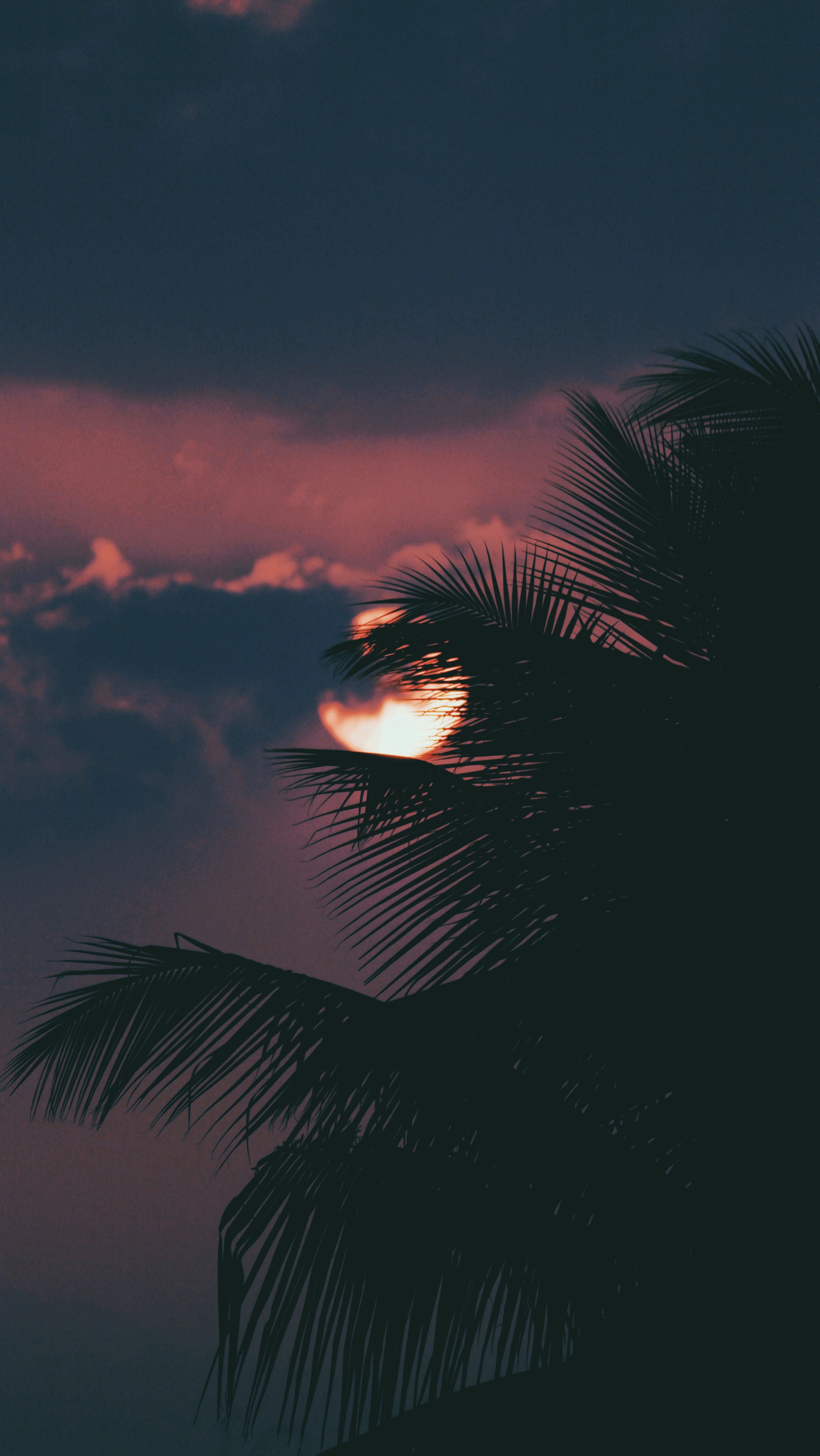 Free download wallpaper Nature, Sky, Sun, Clouds, Palm, Branch, Sunset on your PC desktop