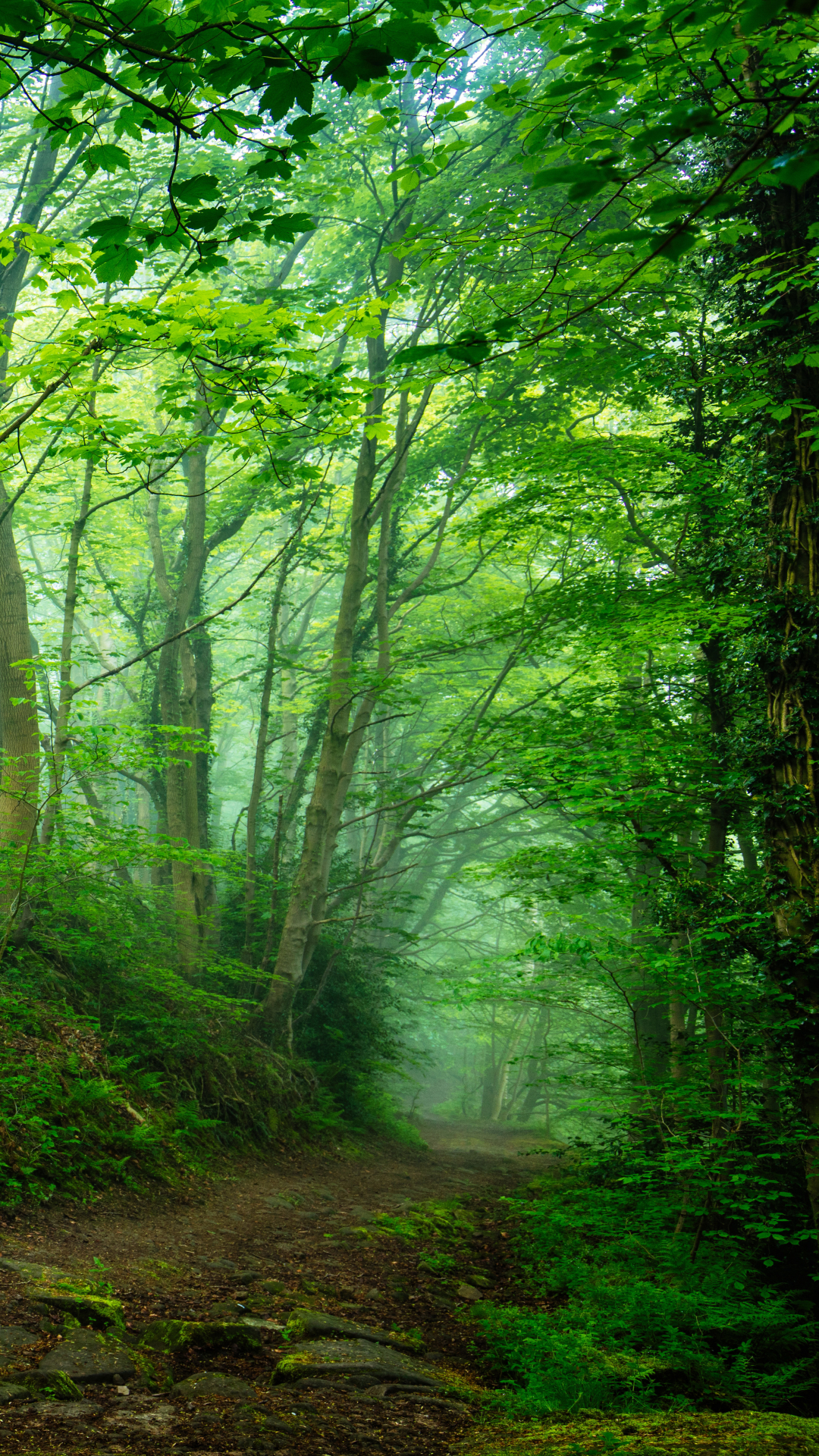 Скачати мобільні шпалери Ліс, Туман, Зелень, Земля безкоштовно.
