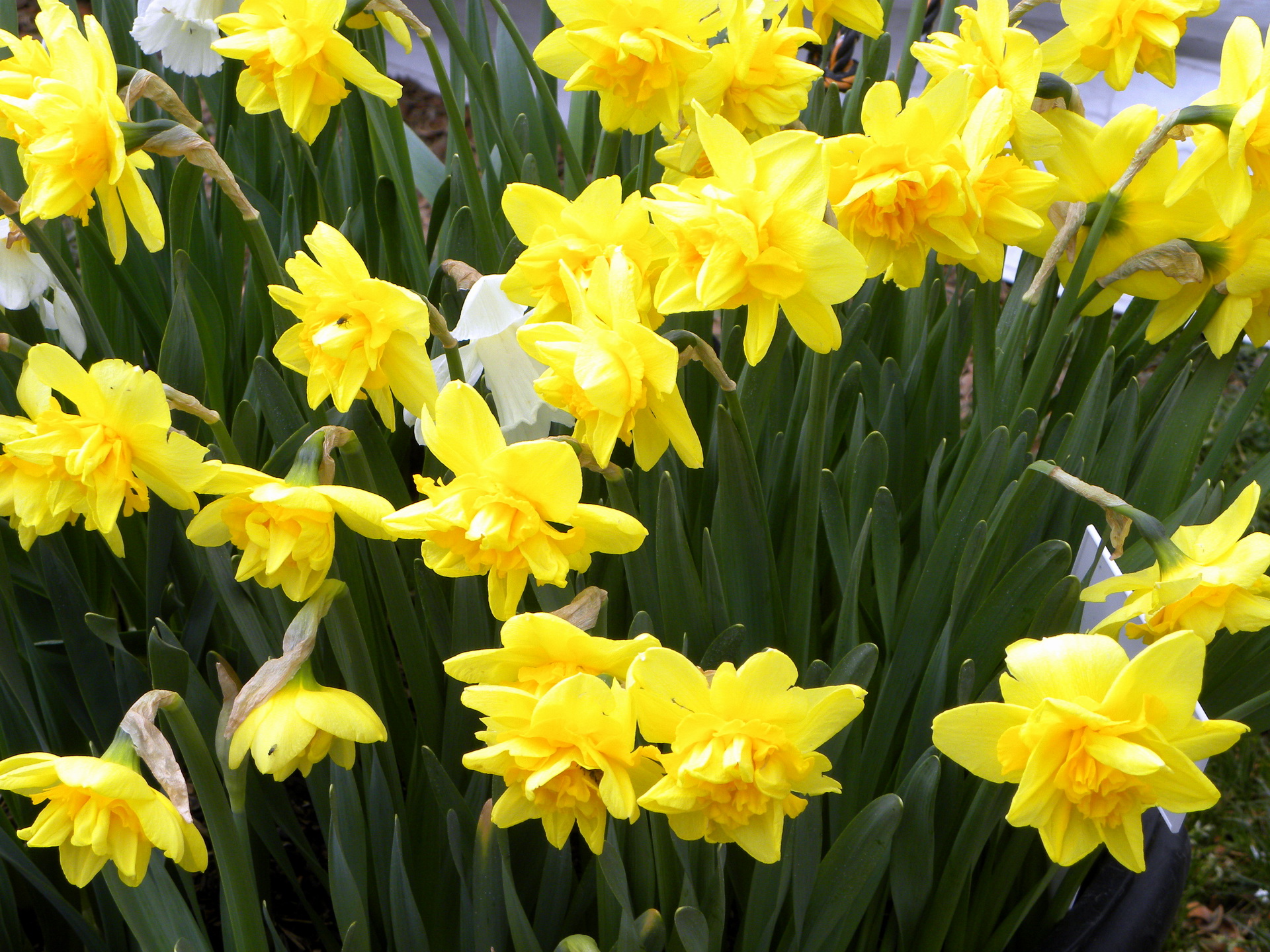 Download mobile wallpaper Daffodil, Flowers, Flower, Earth for free.