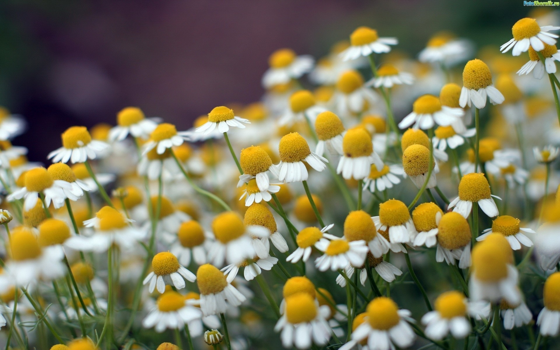 Handy-Wallpaper Blumen, Blume, Erde/natur kostenlos herunterladen.