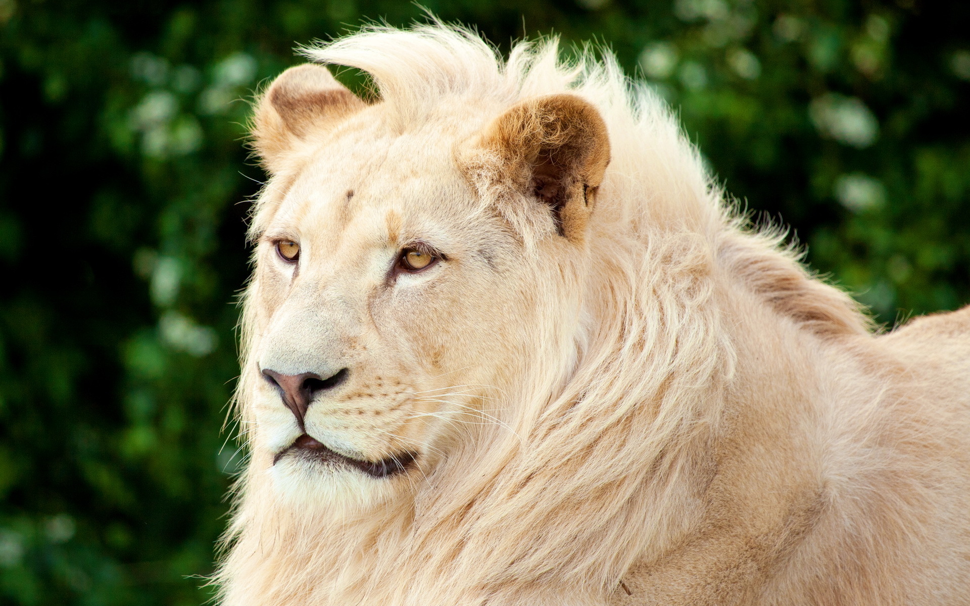 1454447 télécharger l'image animaux, lion blanc - fonds d'écran et économiseurs d'écran gratuits