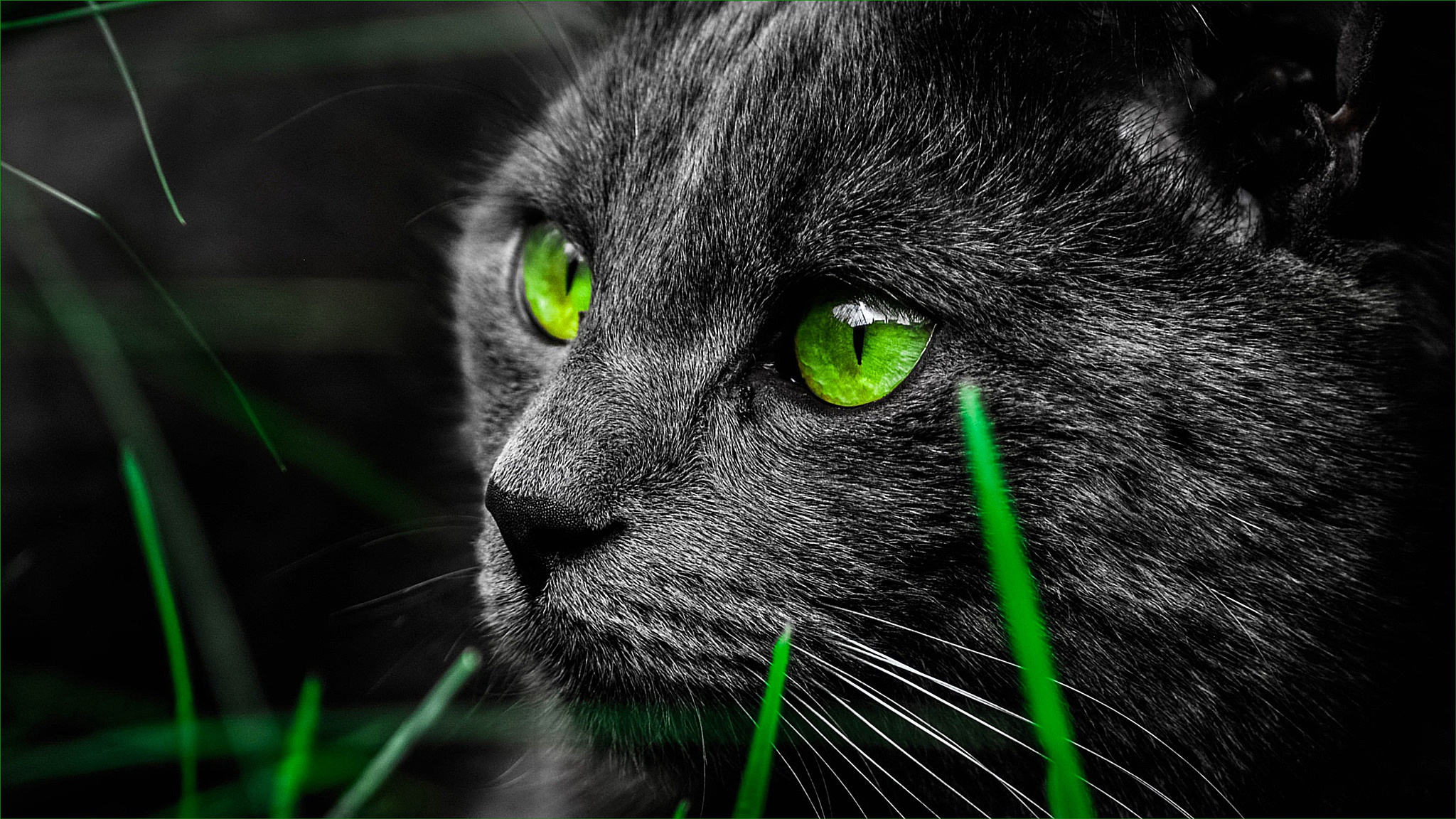 Скачать обои бесплатно Животные, Кошка, Кошки, Зеленые Глаза картинка на рабочий стол ПК