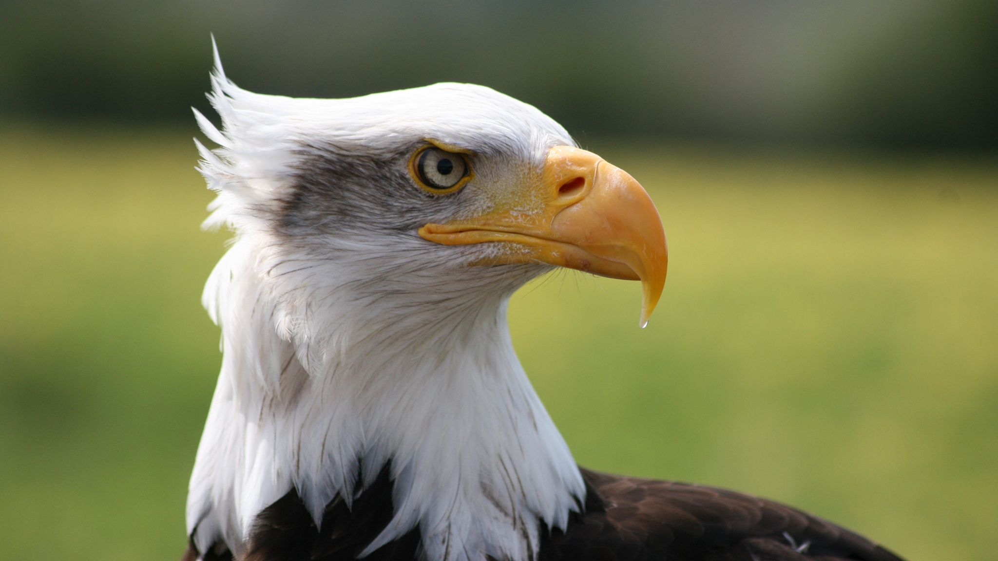 Téléchargez des papiers peints mobile Animaux, Oiseau, Aigle, Pygargue À Tête Blanche, Oiseau De Proie gratuitement.