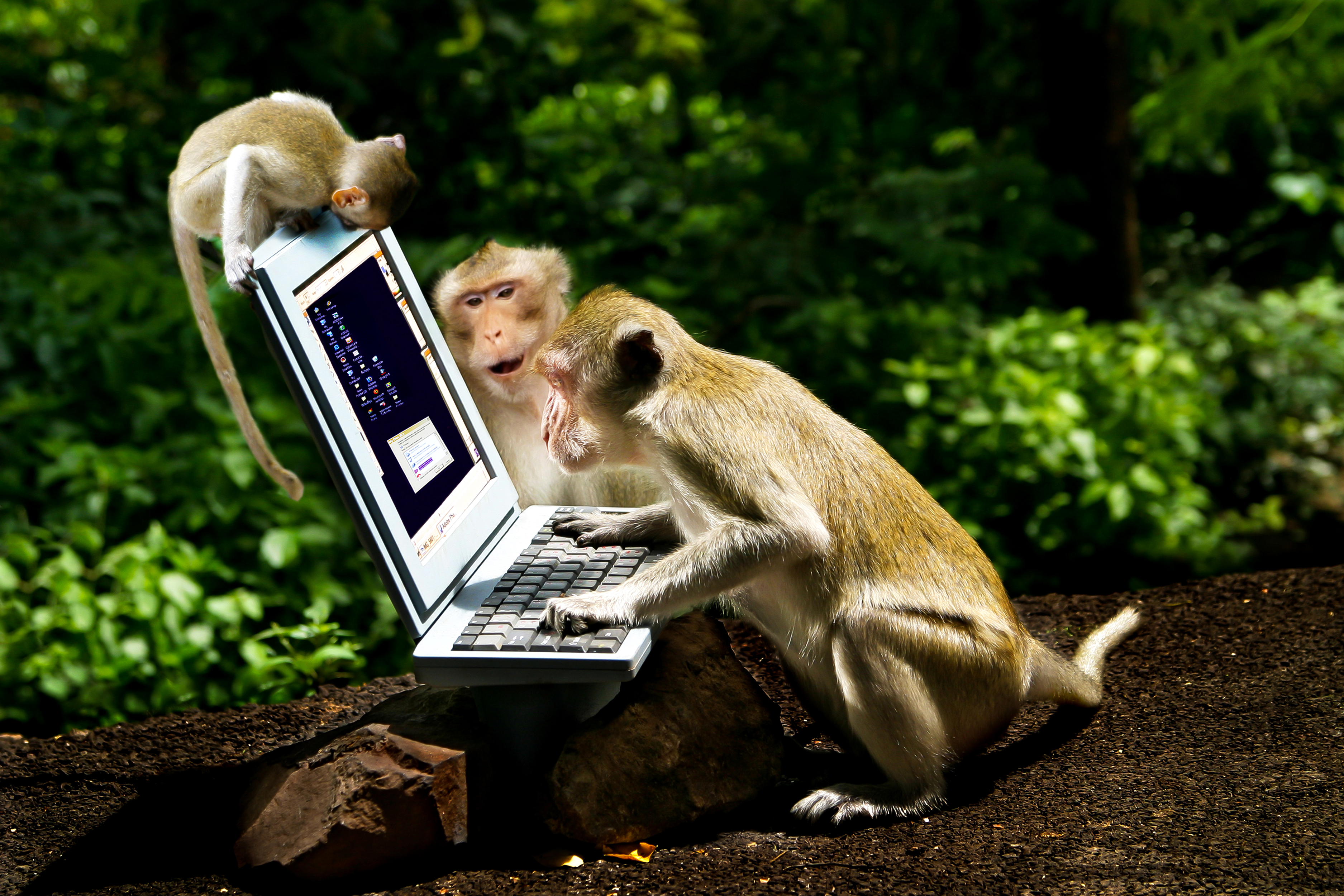 380527壁紙のダウンロード動物, 猿, コンピューター, ラップトップ, サル-スクリーンセーバーと写真を無料で