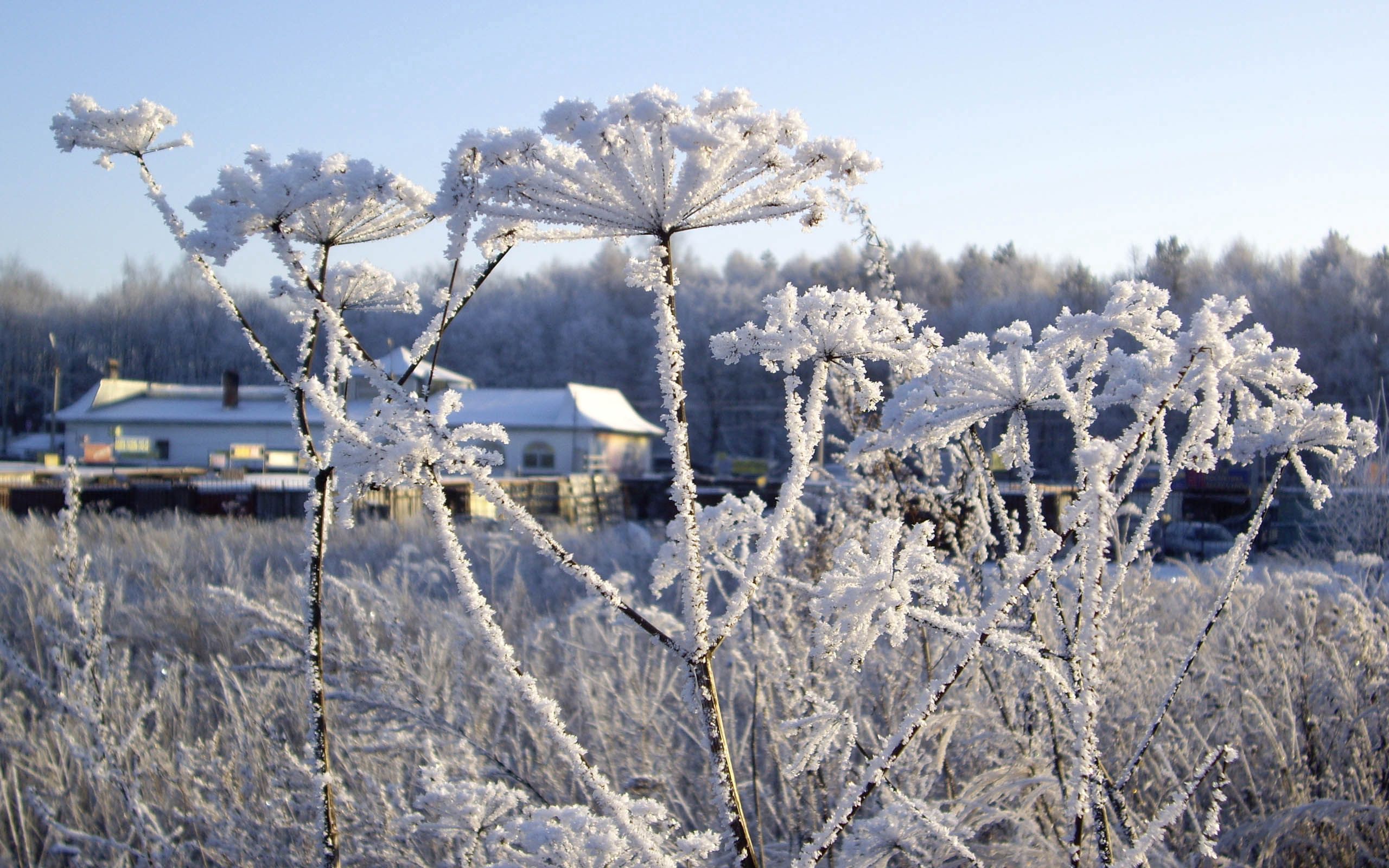 winter, nature, snow, frost, hoarfrost