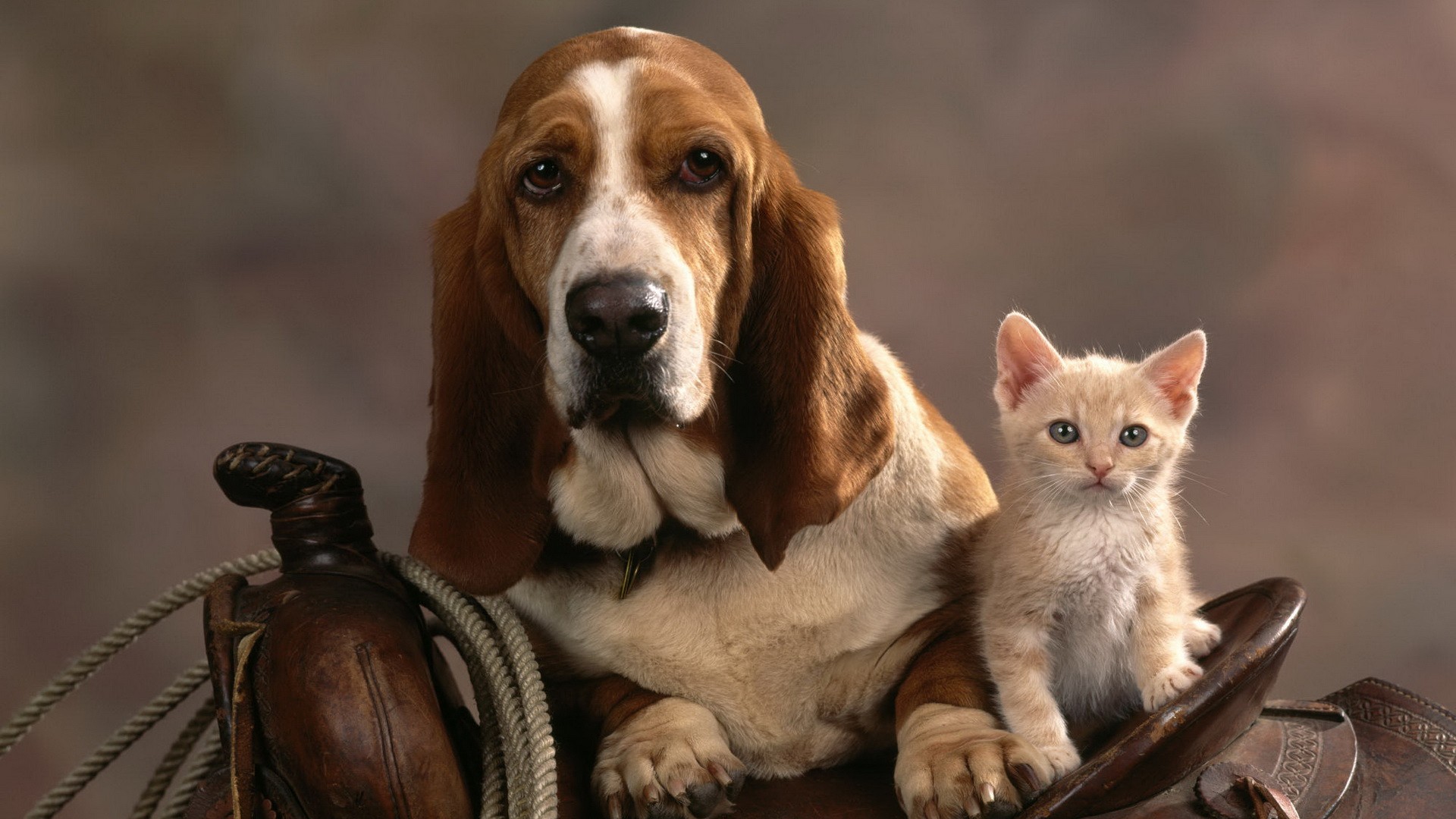 610796 descargar imagen animales, perro y gato, basset hound, lindo: fondos de pantalla y protectores de pantalla gratis