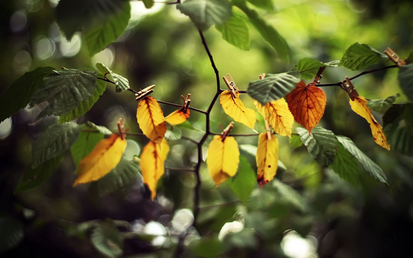 nature, leaves, yellow, green, branch, clothespins
